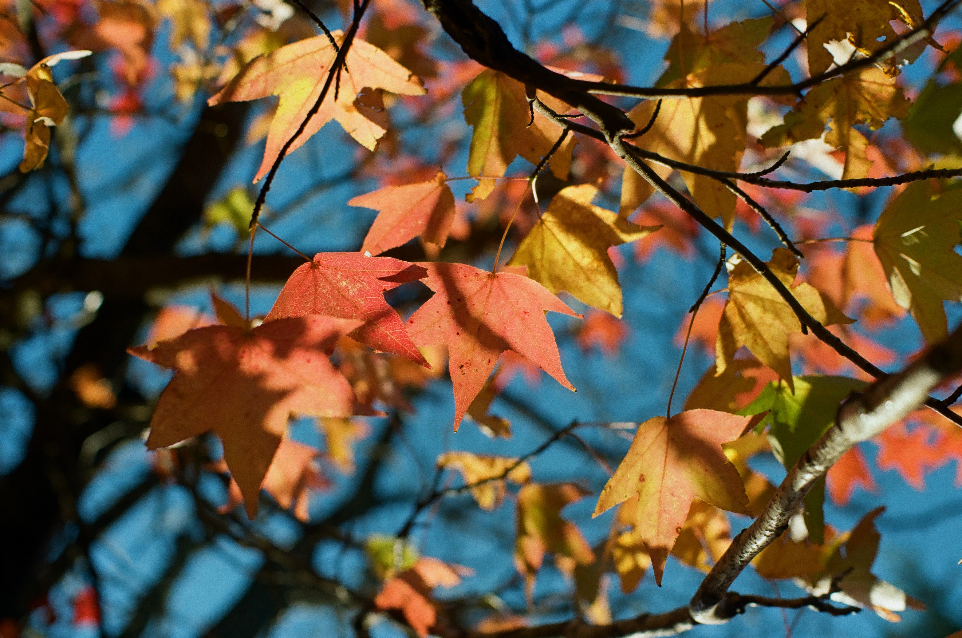Red, orange, and yellow lobed leaves hang from dark branches against patches of clear blue sky.
