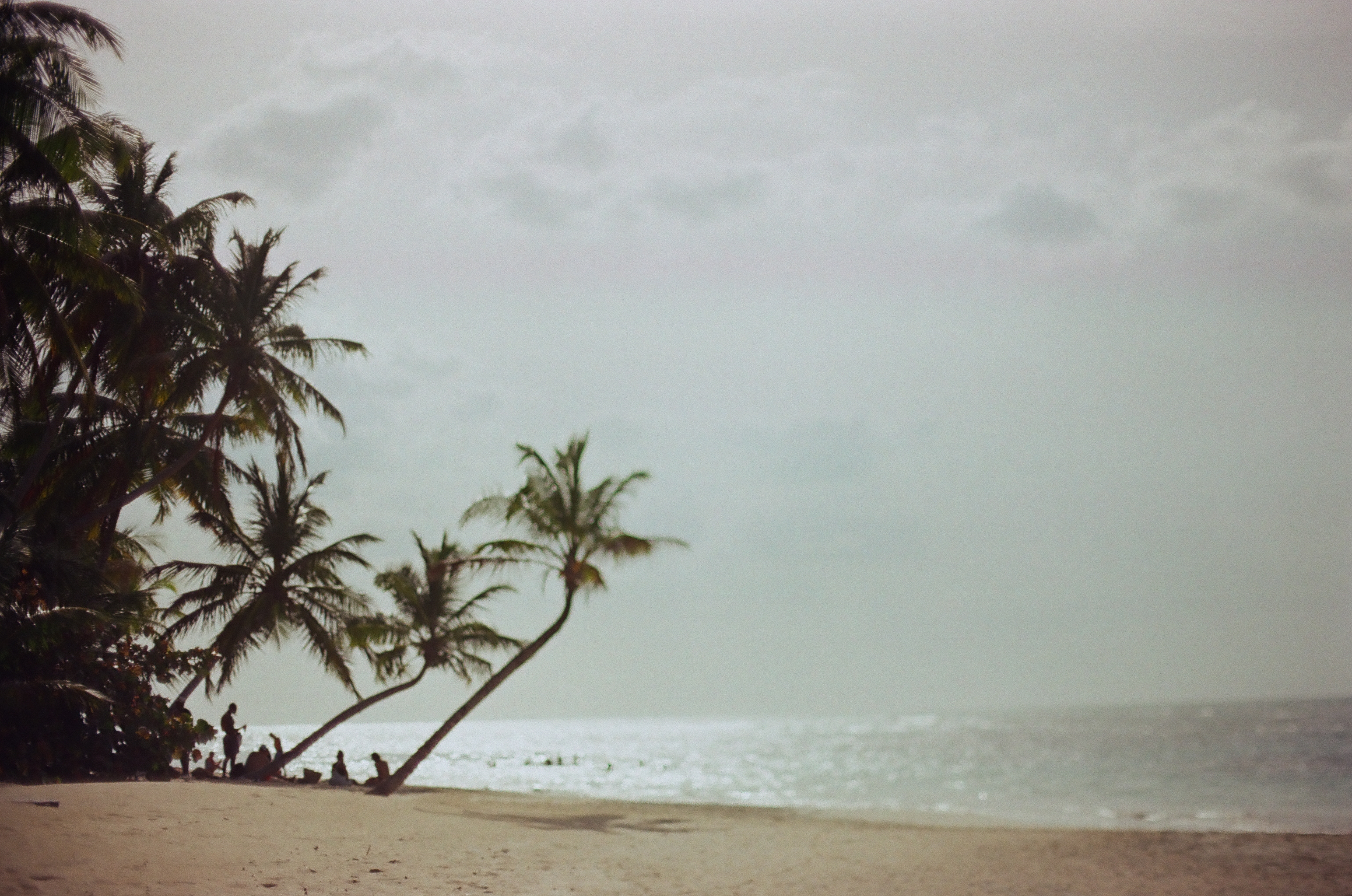 Several coconut palms lean toward calm silver water above a pale beach where a few small figures gather beneath the trunks under an overcast sky.