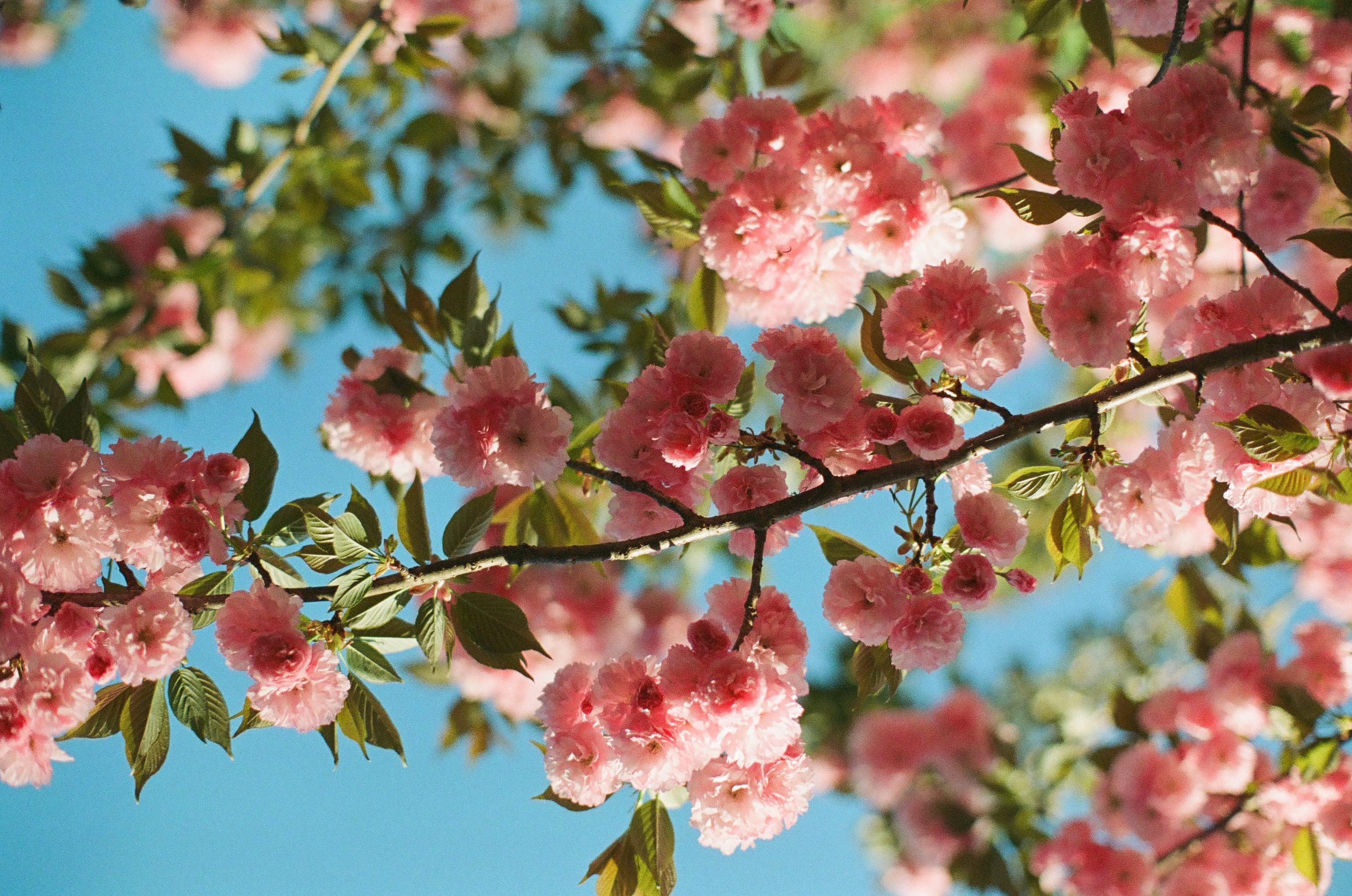 Branches heavy with layered pink blossoms cross a clear blue sky among scattered green leaves.