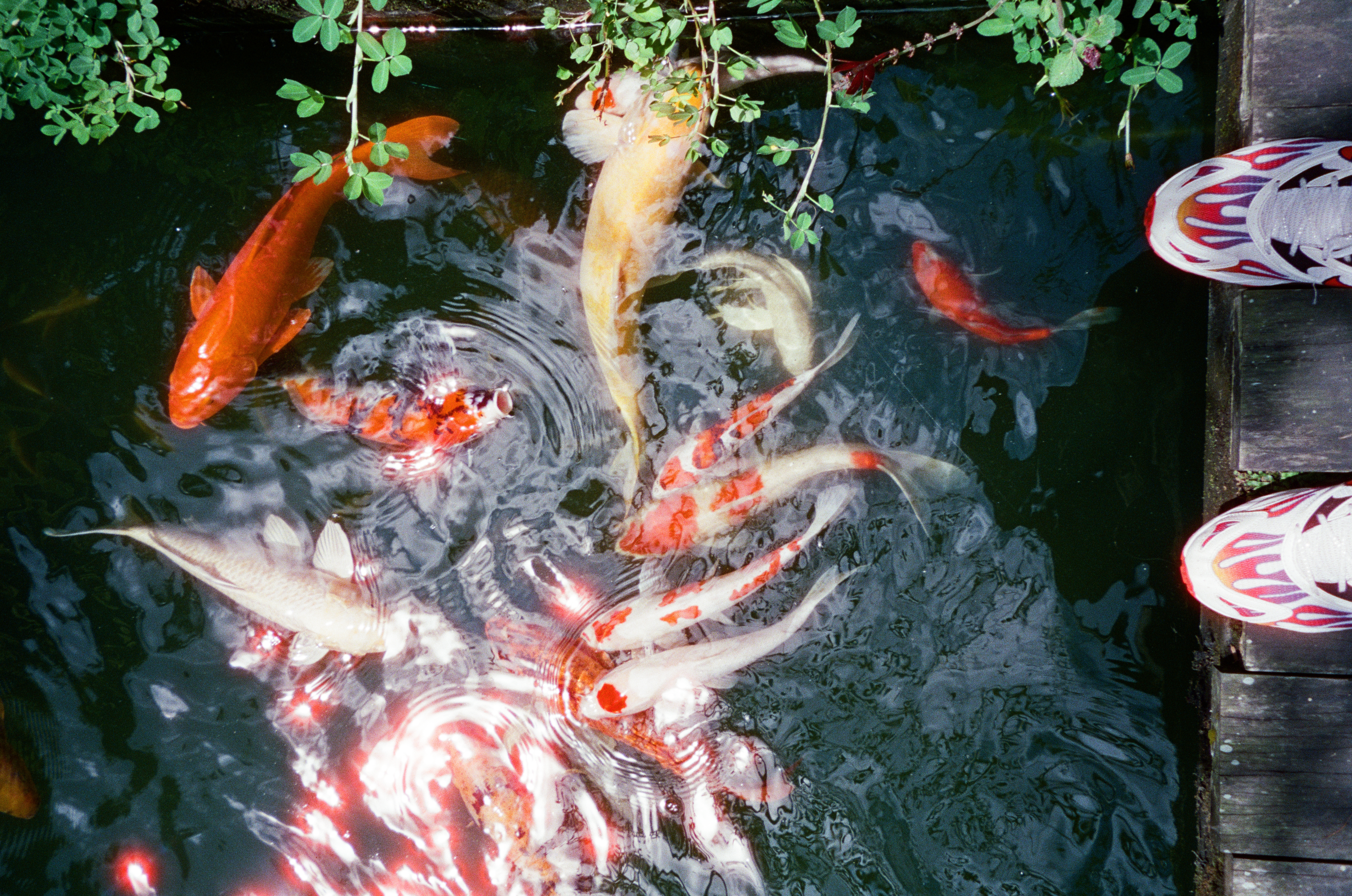 Seen from above, orange, white, and calico fish crowd dark pond water beside wooden boards where two flame-patterned sneakers stand at the right edge.