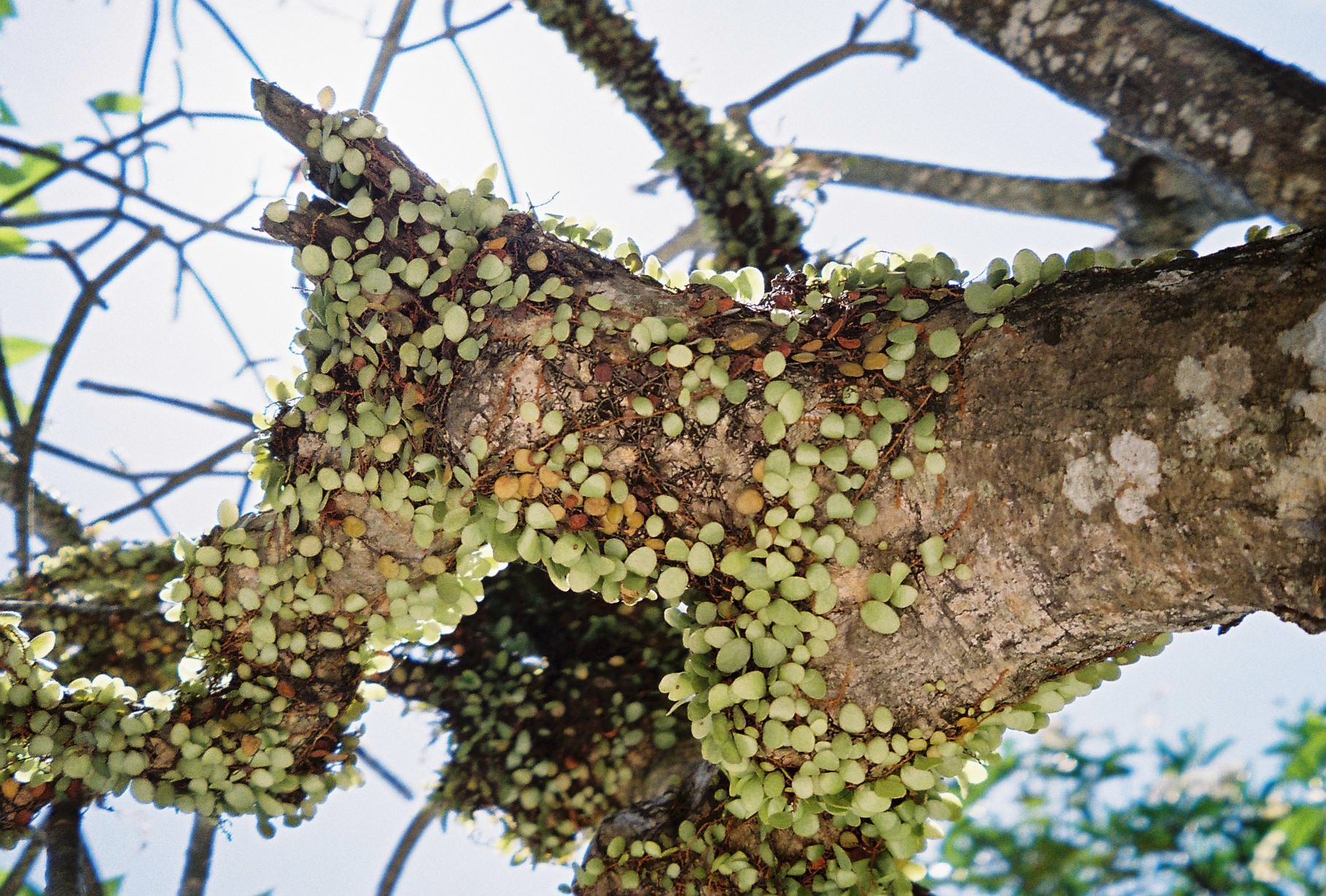 Dense clusters of small round growths cover a thick tree trunk beneath branching green leaves.