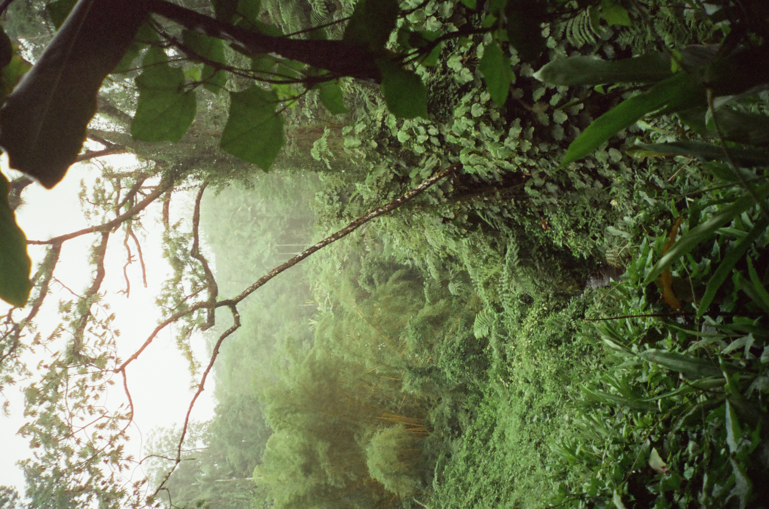 Dense vines, broad leaves, and dark branches frame a bright opening into layered wet green vegetation.