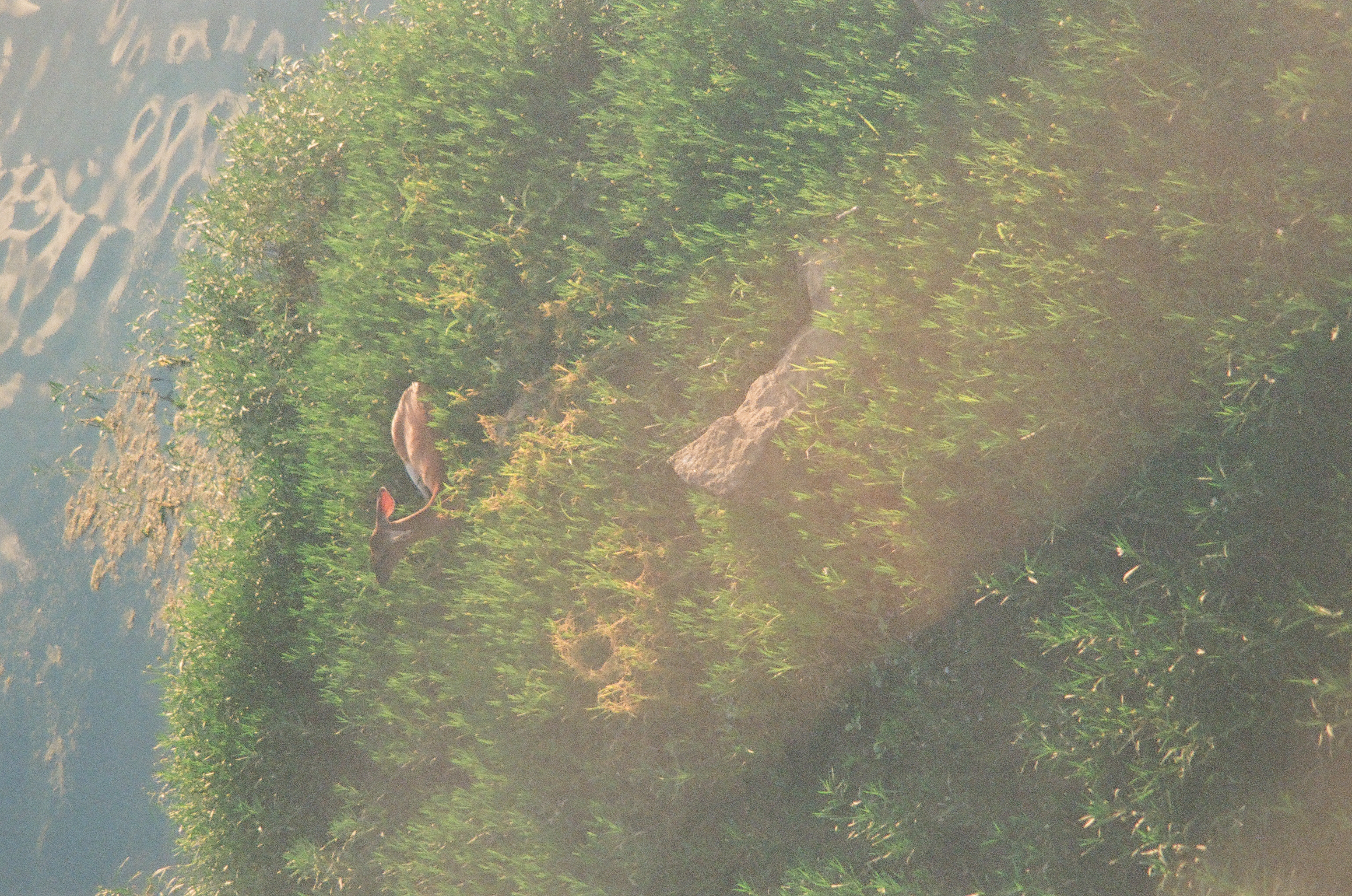 A deer's head and ear rise above grass on a sunlit slope, a pale rock resting on the ground nearby.