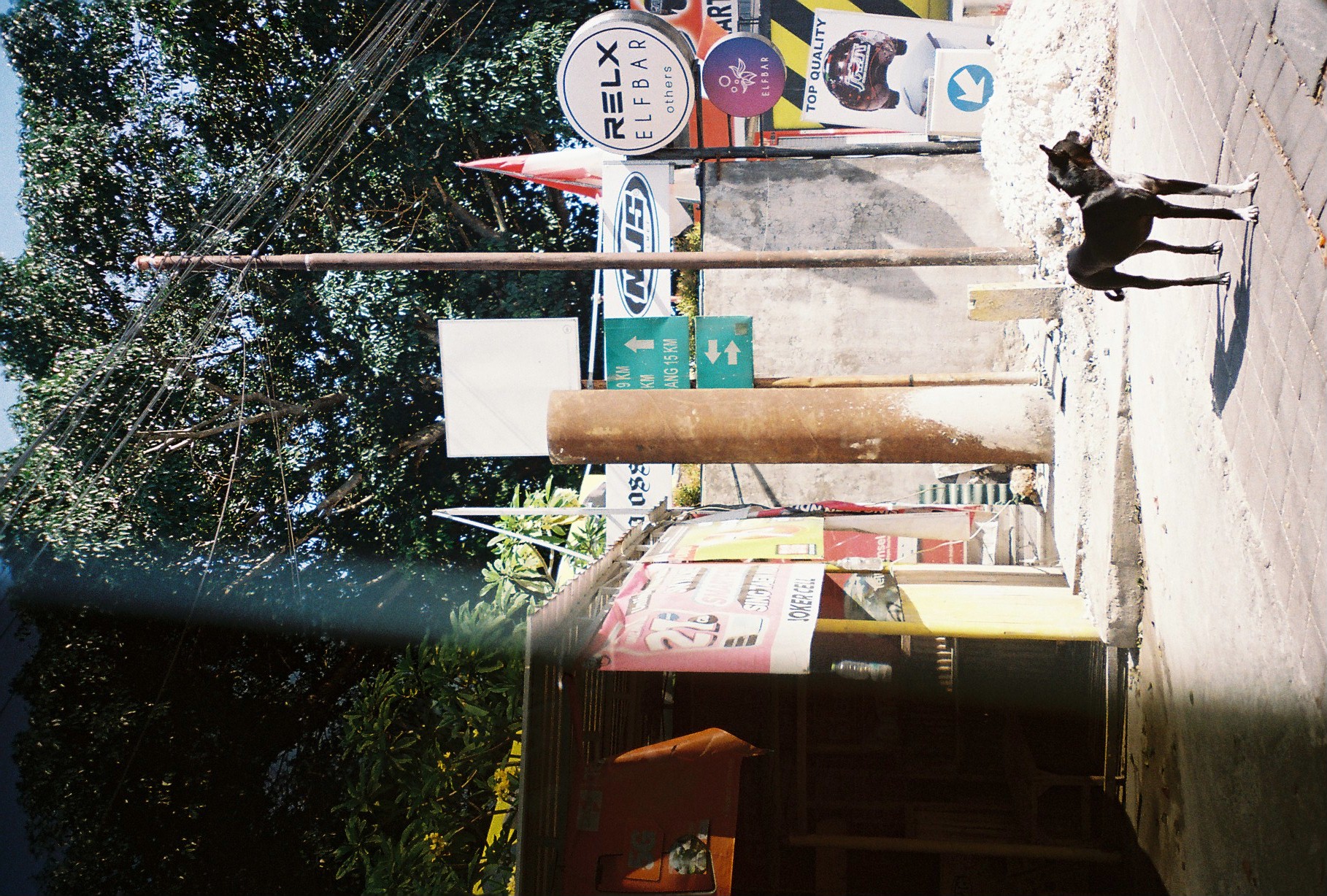 A black-and-white dog stands on bright paving beneath clustered signs and wires while a broad dark obstruction covers the left side.