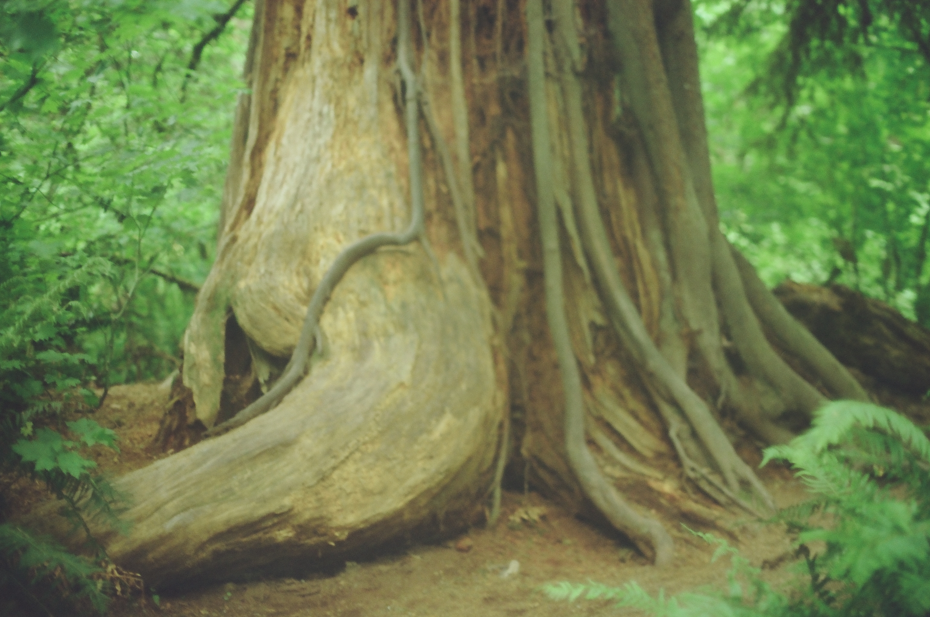 A massive tree spreads smooth flared roots across the forest floor beneath bright green leaves.