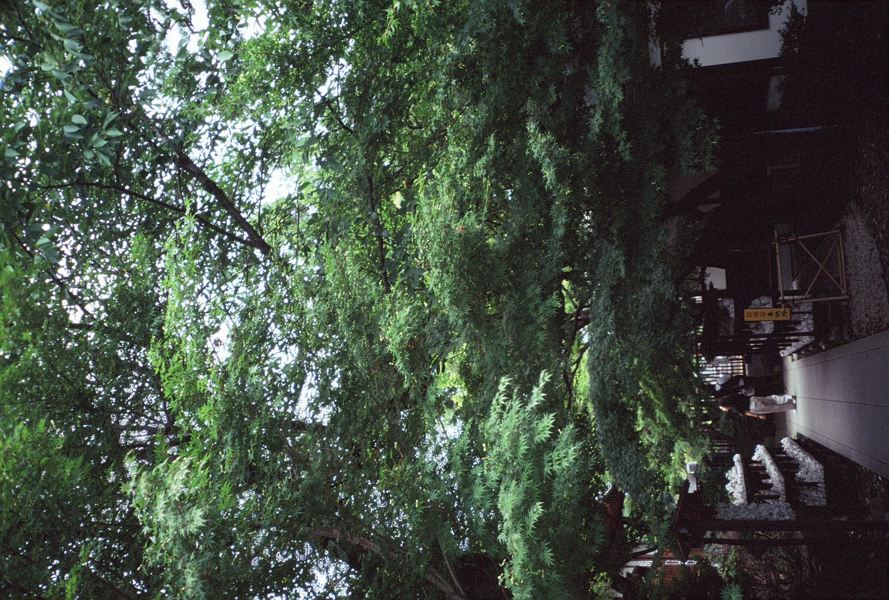 A person walks a paved stone path beneath a dense tree canopy, passing shelves lined with small white figures.