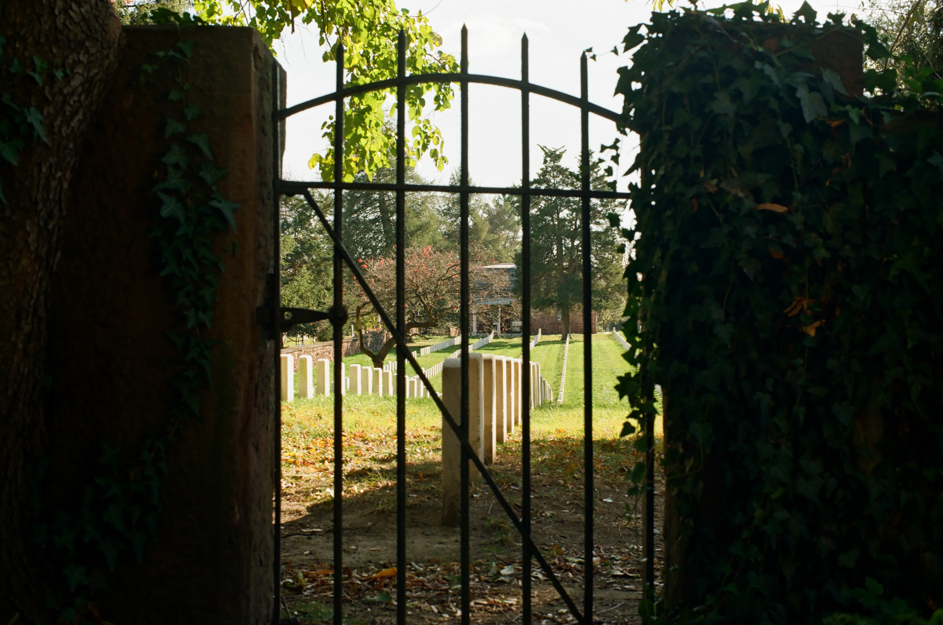 A dark metal gate between ivy-covered posts frames rows of pale grave markers on a sunlit lawn.