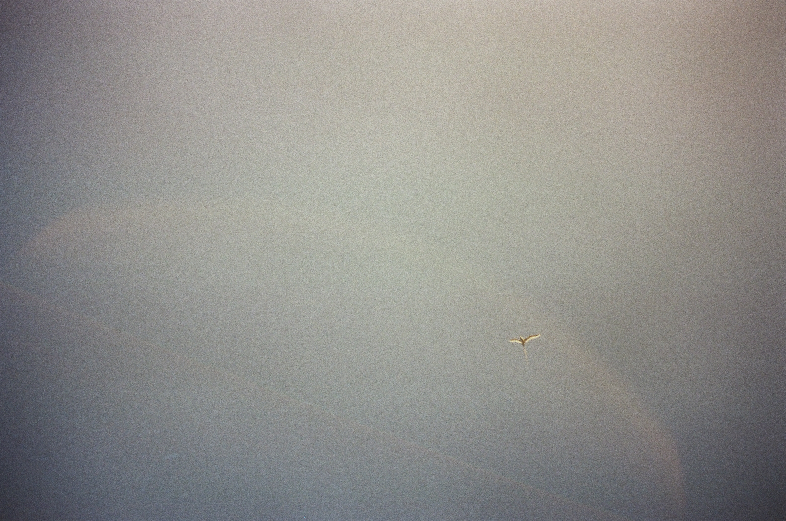 A single pale seabird glides through a broad gray-blue sky with a faint arc of light near the frame edge.
