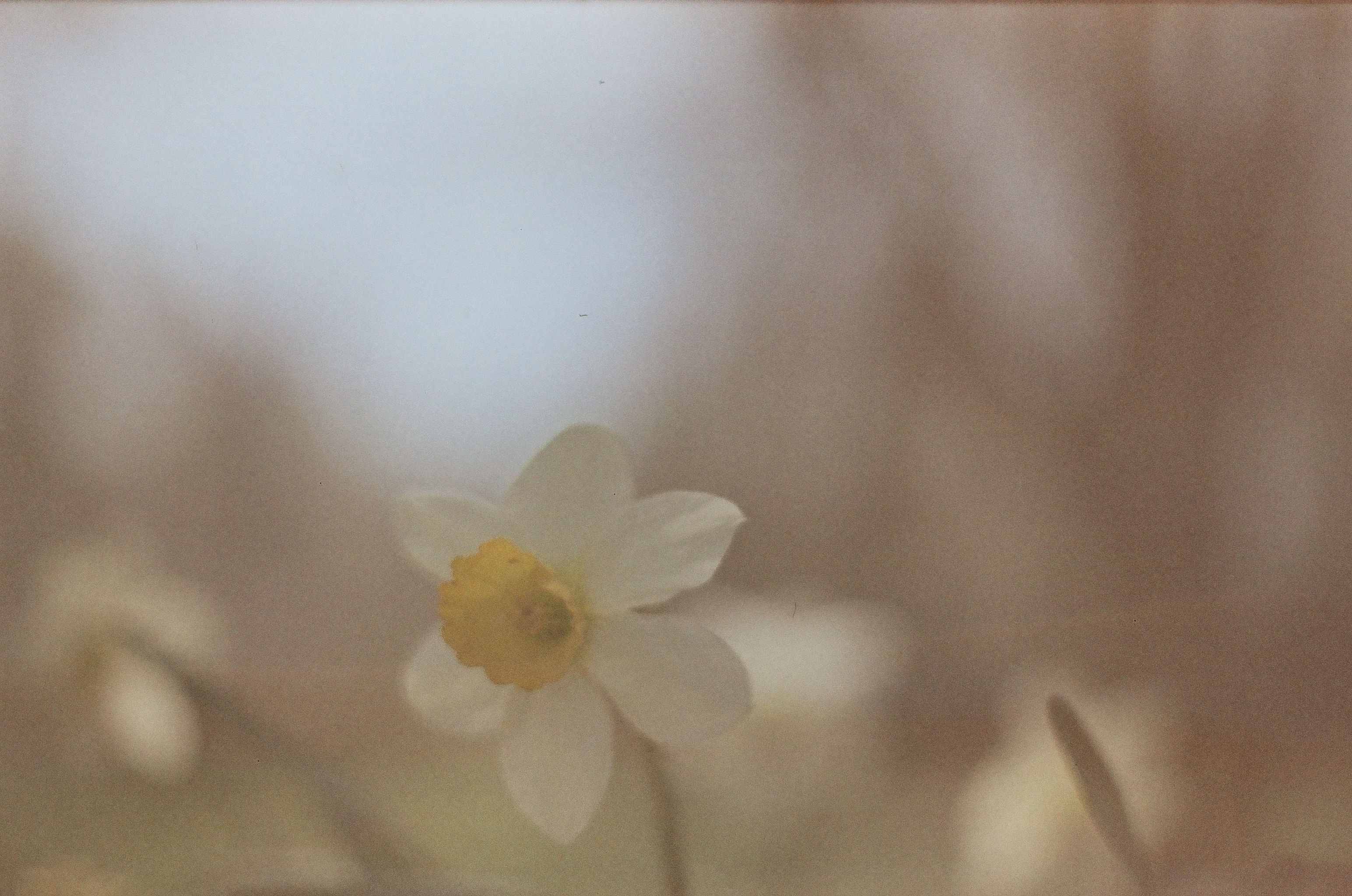 A white flower with a yellow center rises near the lower middle against a blurred brown, cream, and pale blue background.