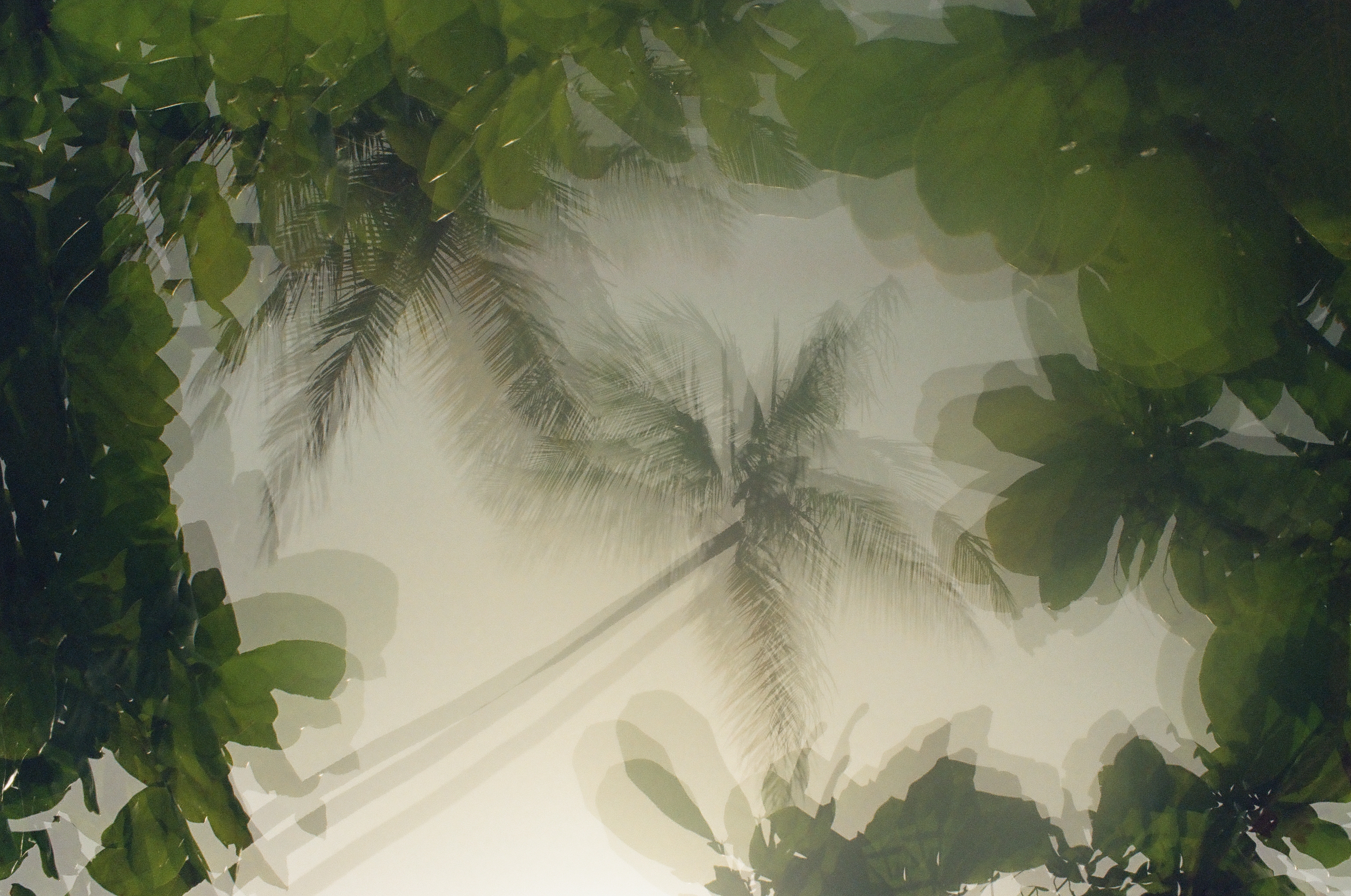 A coconut palm crown and its trunk appear faintly through overlapping dark broad leaves that frame a bright pale sky.