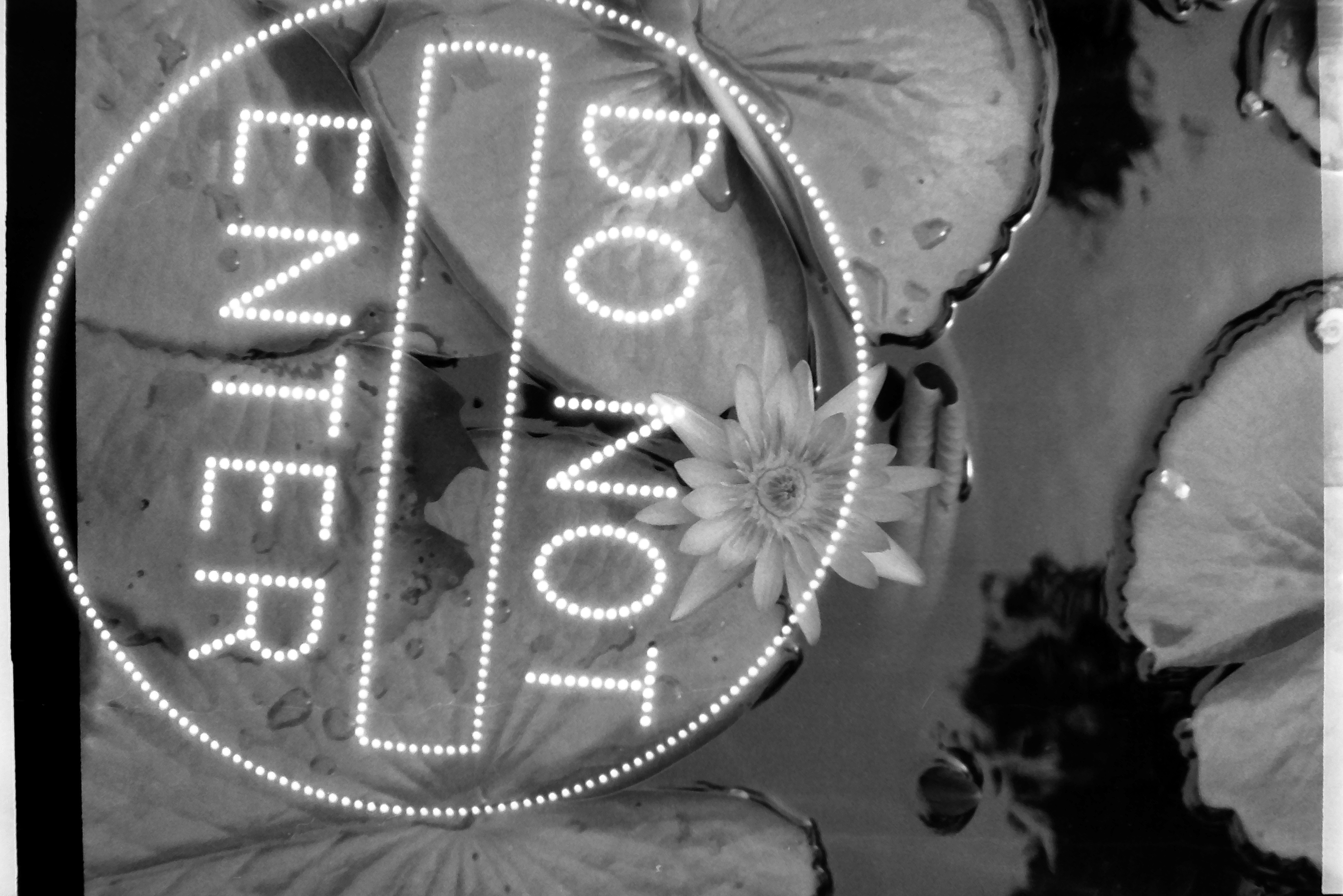 A dotted-light sign reading DO NOT ENTER inside a circle floats over lily pads on water, with one open lily blossom at the top of the ring.