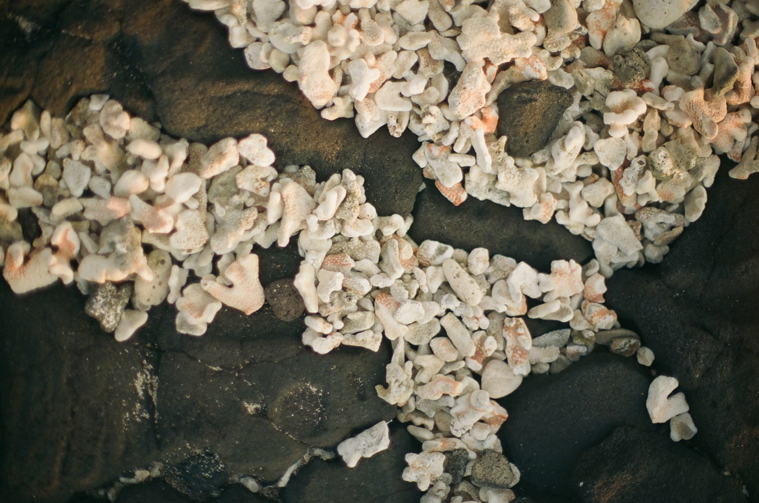 Pale broken coral fragments form branching trails across rough black shoreline rocks in soft natural light.