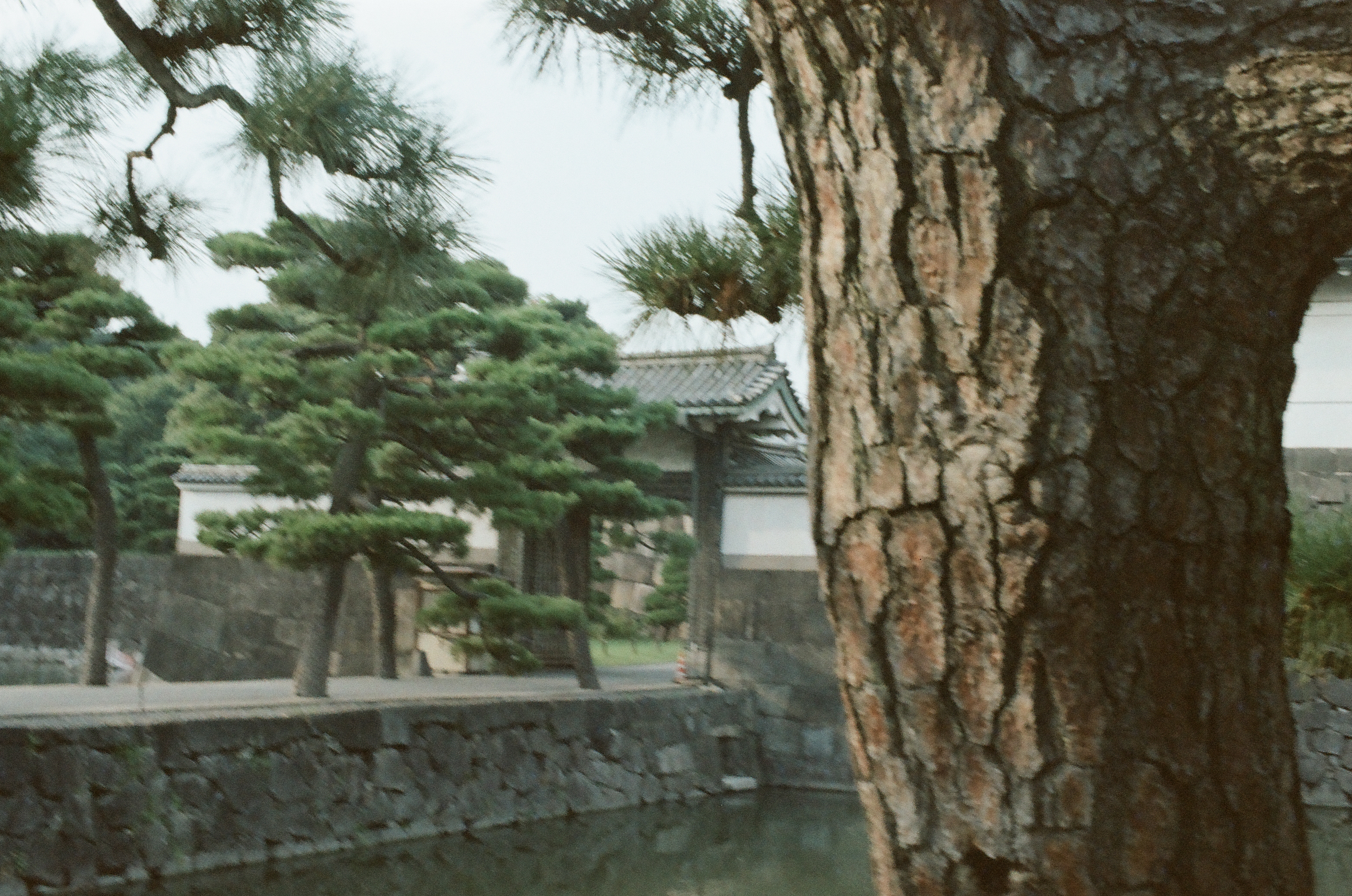 Sculpted pine trees stand along a stone embankment beside a moat, with a white-walled, tile-roofed gatehouse visible past a pine trunk in the foreground.