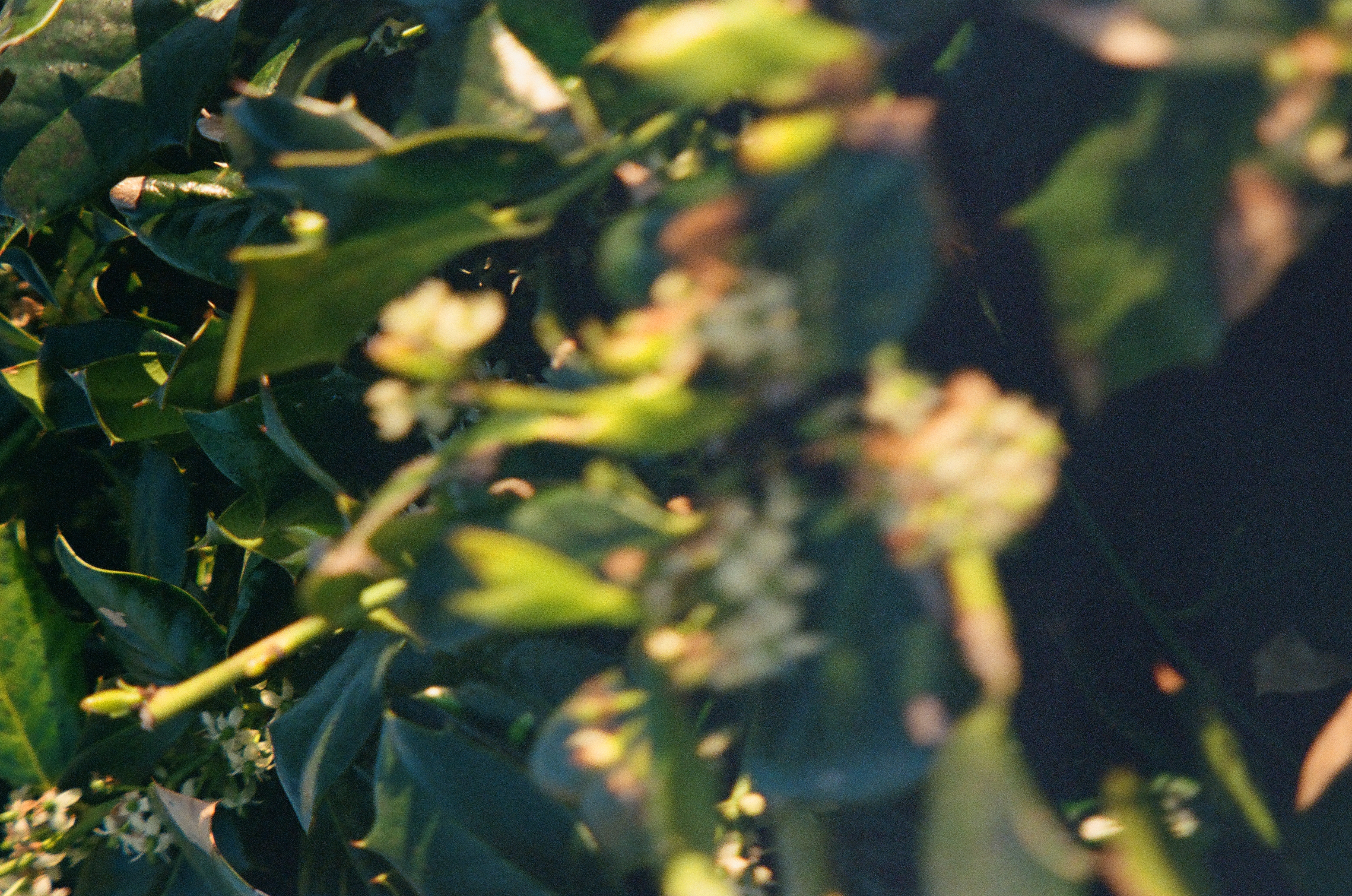 Pointed green leaves and small pale blossoms fill the frame, while much of the central vegetation remains softly out of focus.