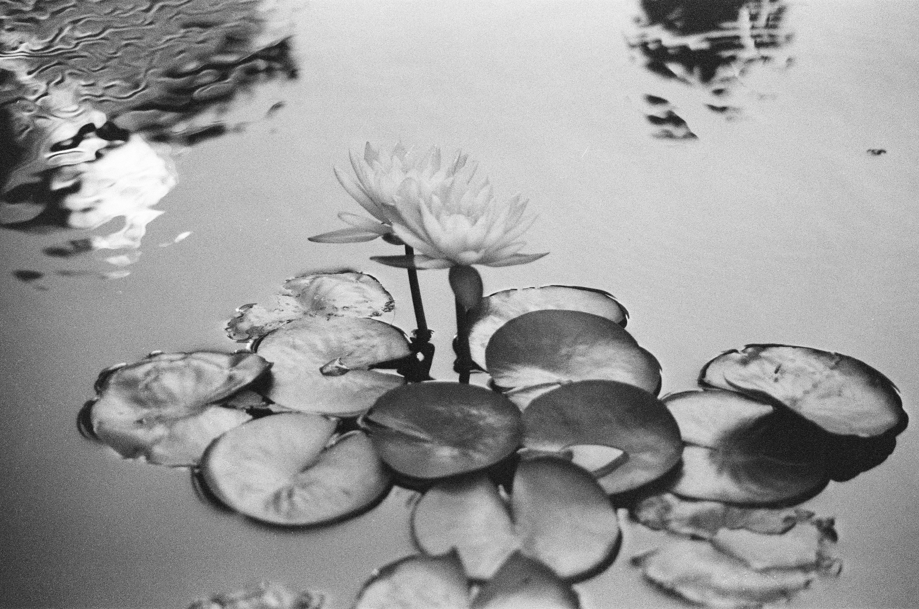 One fully open blossom rises on a visible stem above a raft of pads, with blurred reflections rippling across the water's surface behind it.