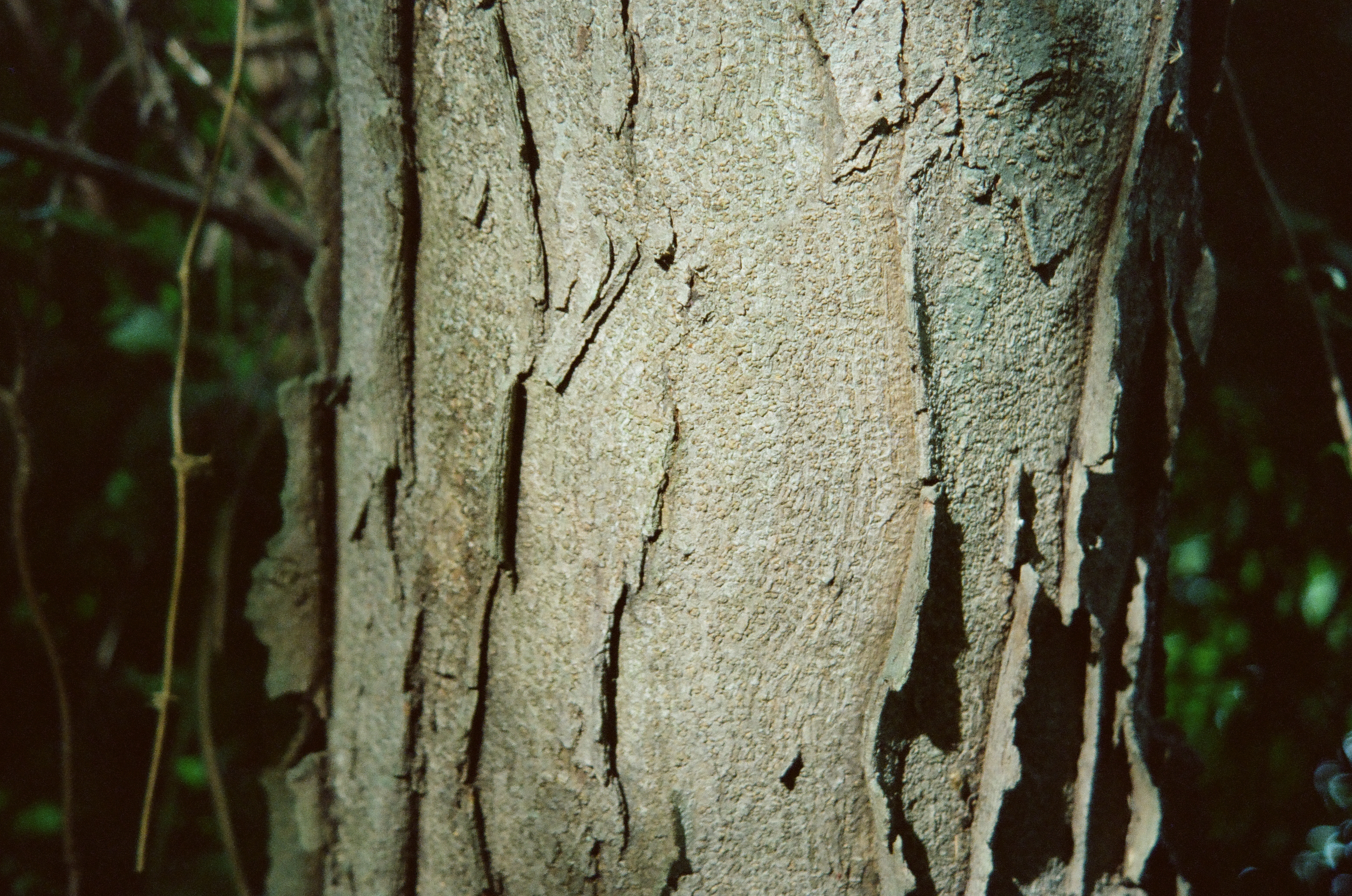 Deep vertical cracks split pale ridged bark on the left while darker, rougher peeling bark covers the right side of the trunk.