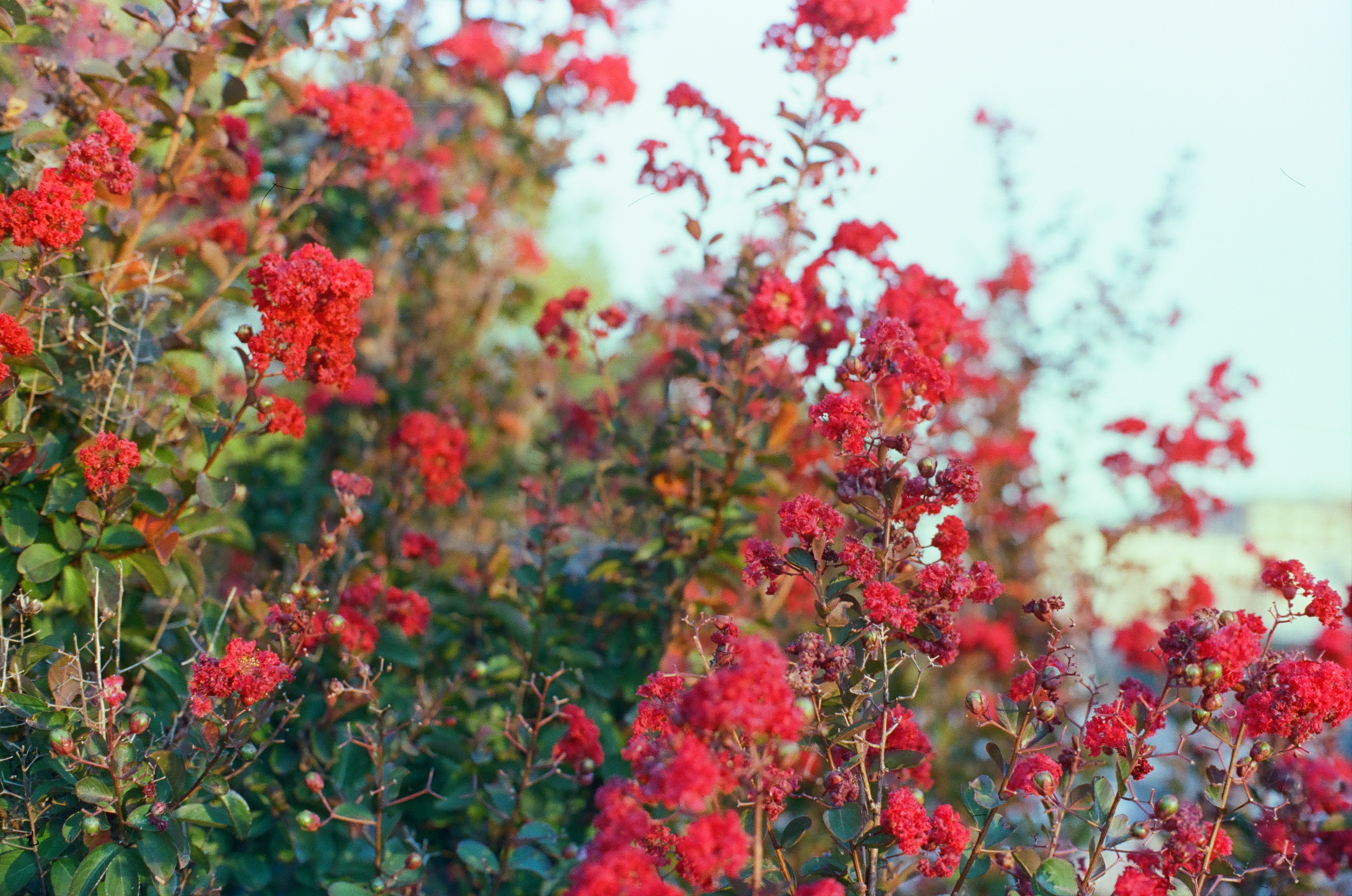 A denser mass of red blossoms fills the frame against a broad pale sky, rendered in cooler, brighter color than the earlier view.