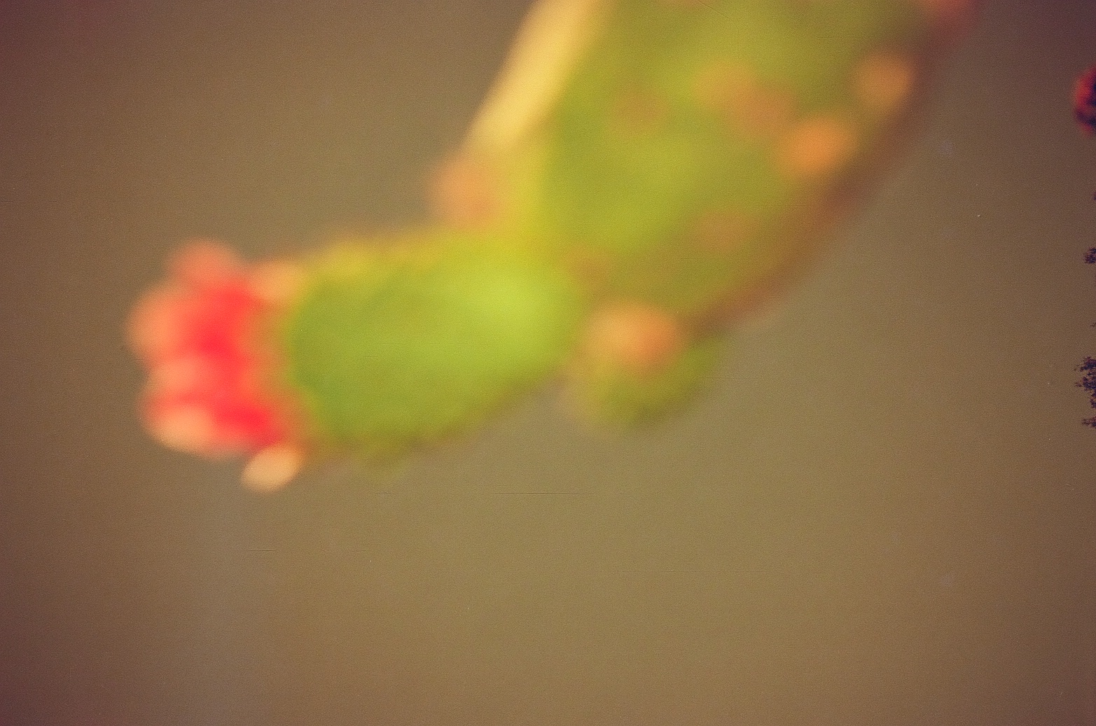A heavily blurred close-up shows a green cactus pad edged with small orange spots and tipped by a soft red bloom.