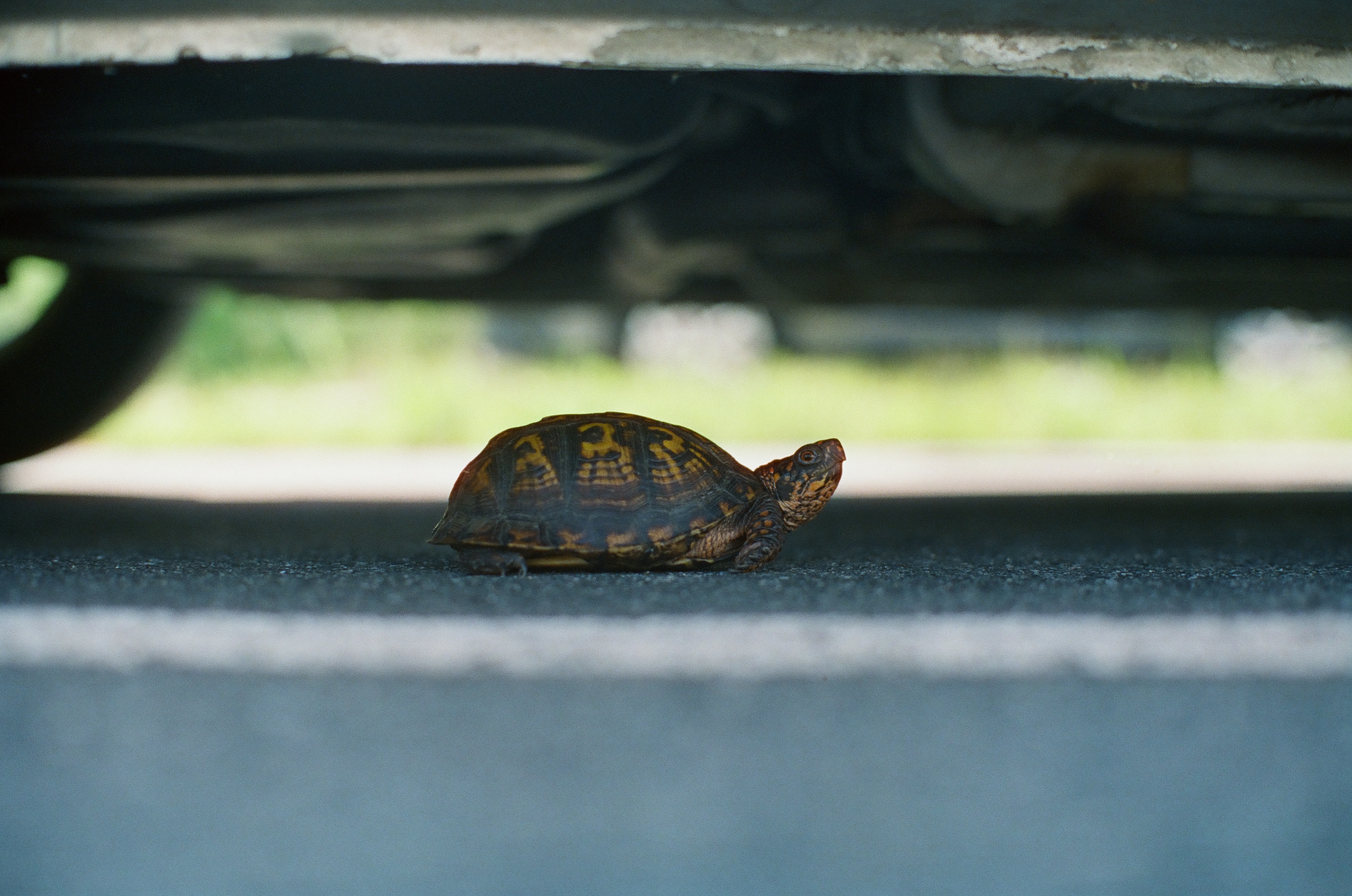 A small patterned box turtle stands on pavement in the shade beneath a parked vehicle's undercarriage, wheel, and suspension parts visible above.