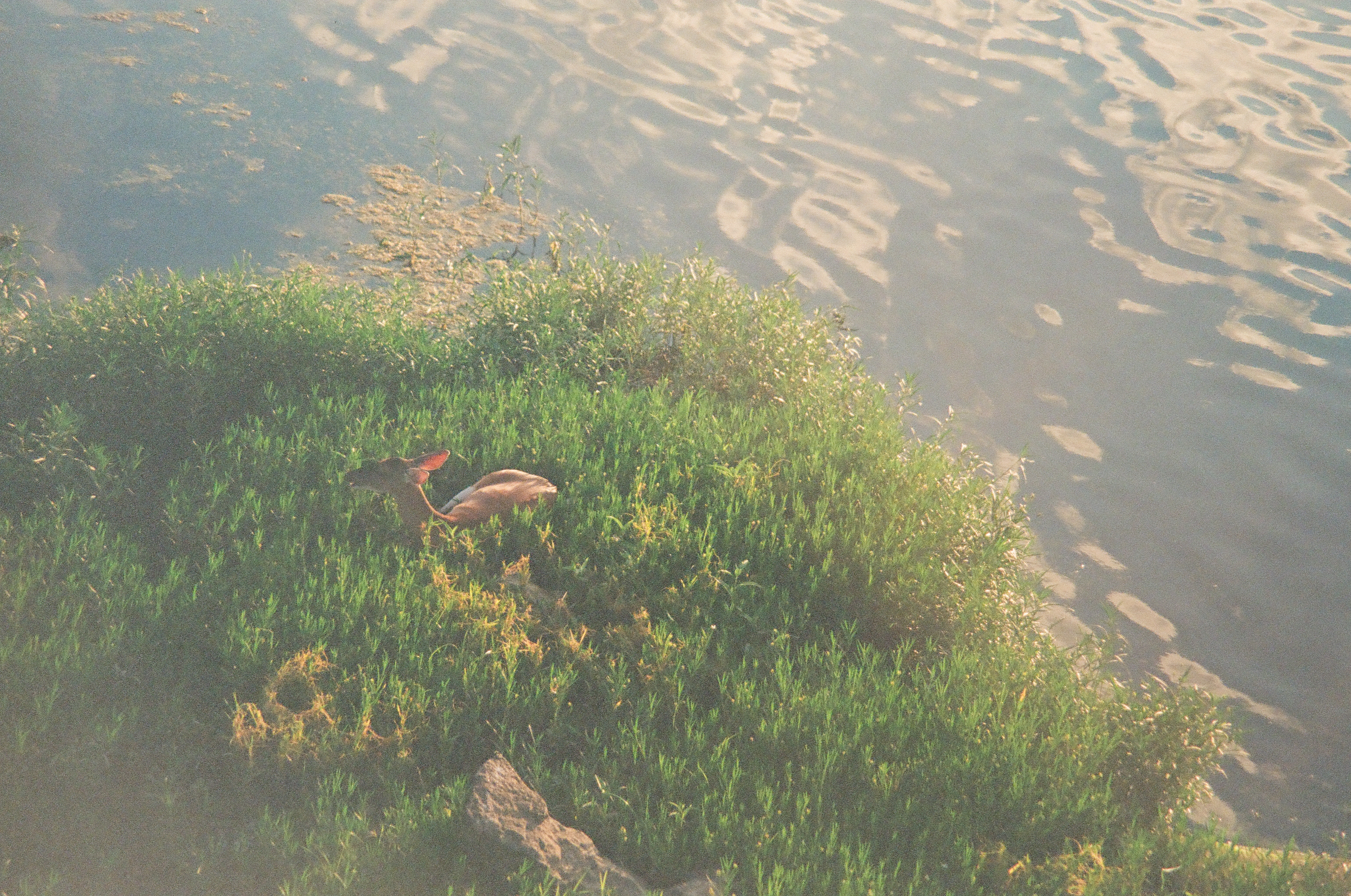 A deer's ear and curved back break through tall green grass on a riverbank, with rippled water filling the frame above.