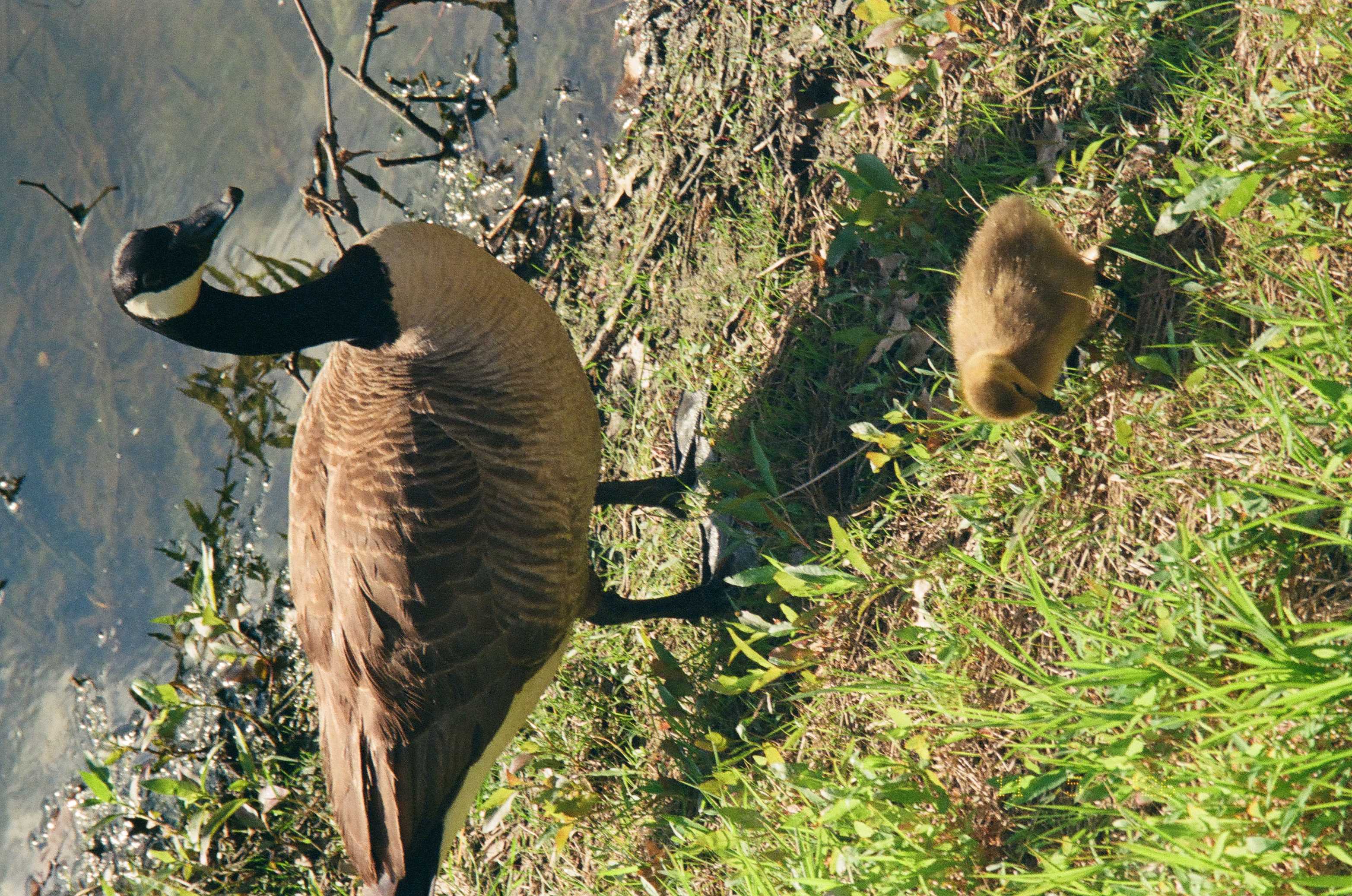 An adult goose and one gosling stand on a grassy bank beside shallow water, scattered twigs, and bare branches.