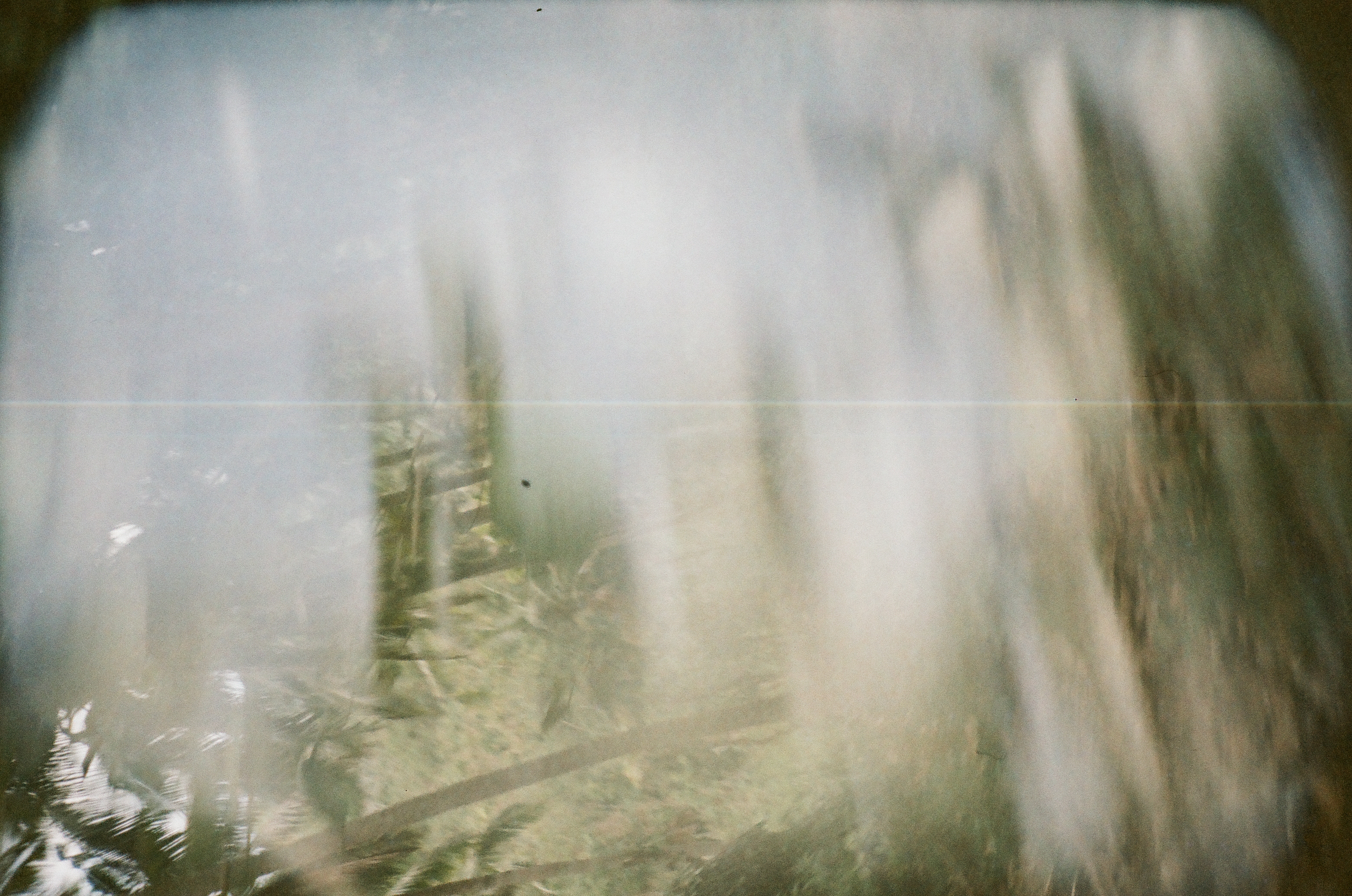 Blurred palm trunks and dense vegetation appear behind broad pale horizontal bands and a faint central vertical line.
