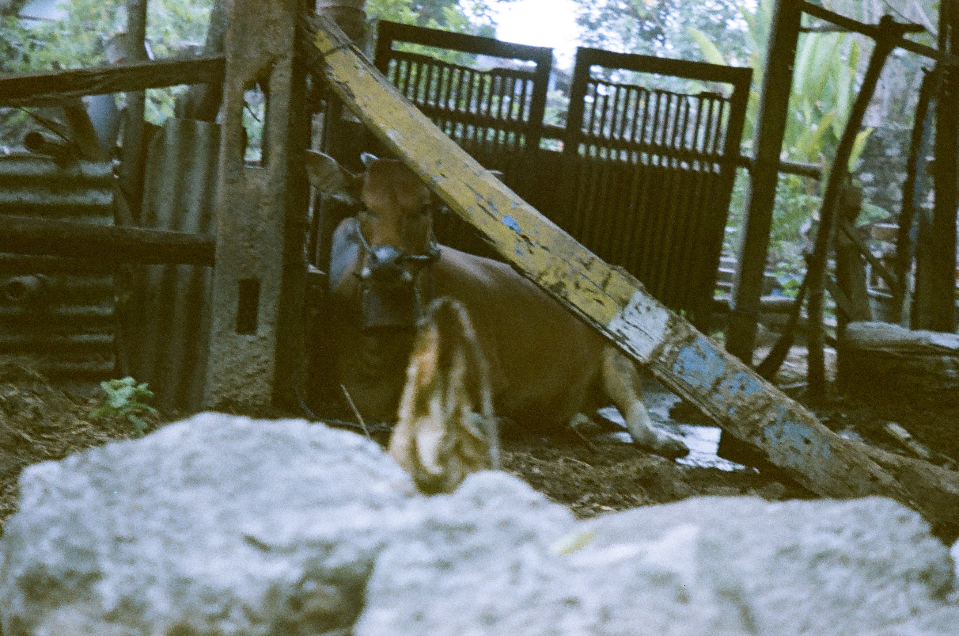 A haltered cow stands in a timber and corrugated metal pen behind blurred pale stone and bare dirt.