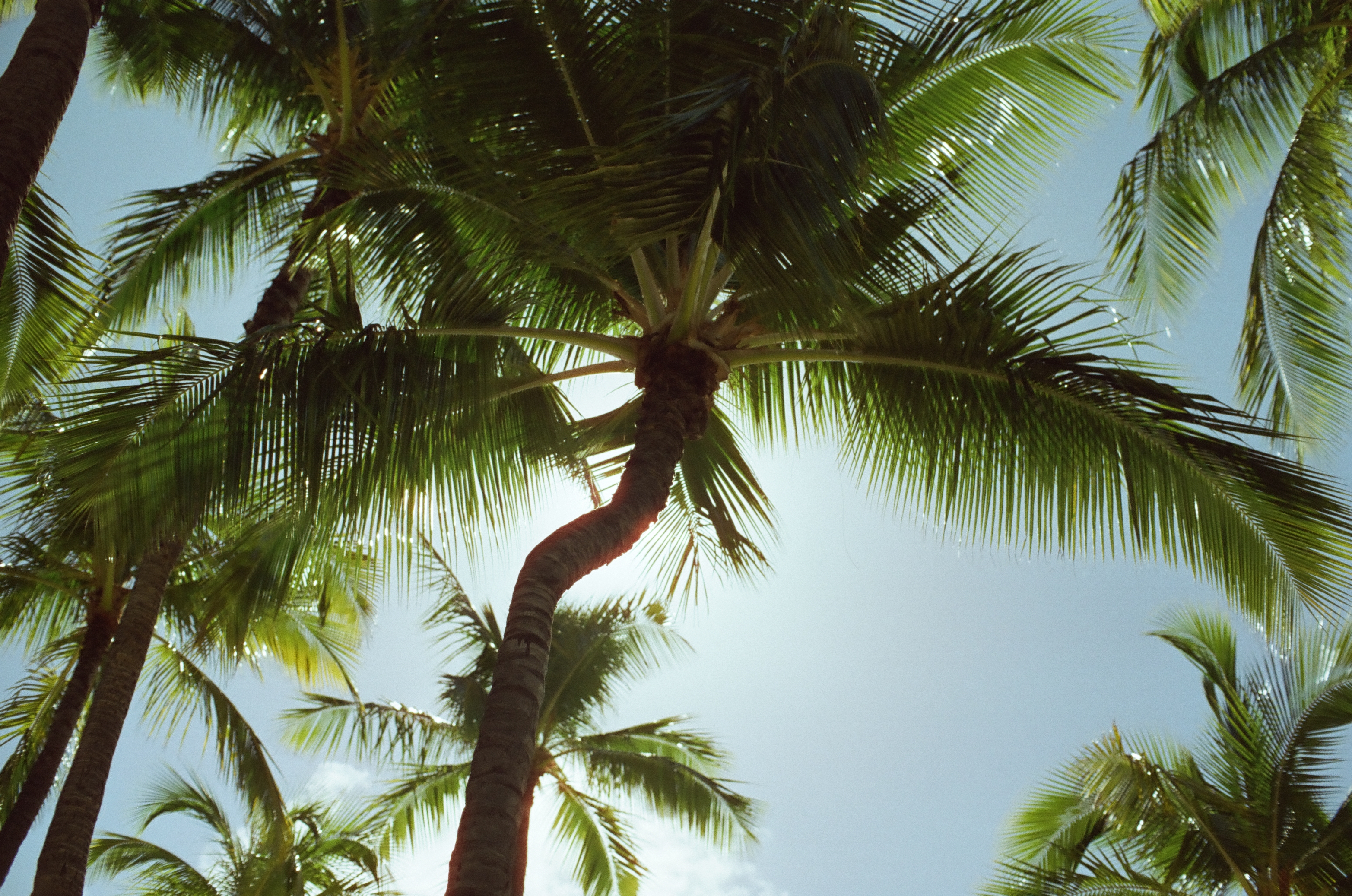 Tall palm trunks and overlapping green fronds rise into a pale blue sky filled with sunlight.