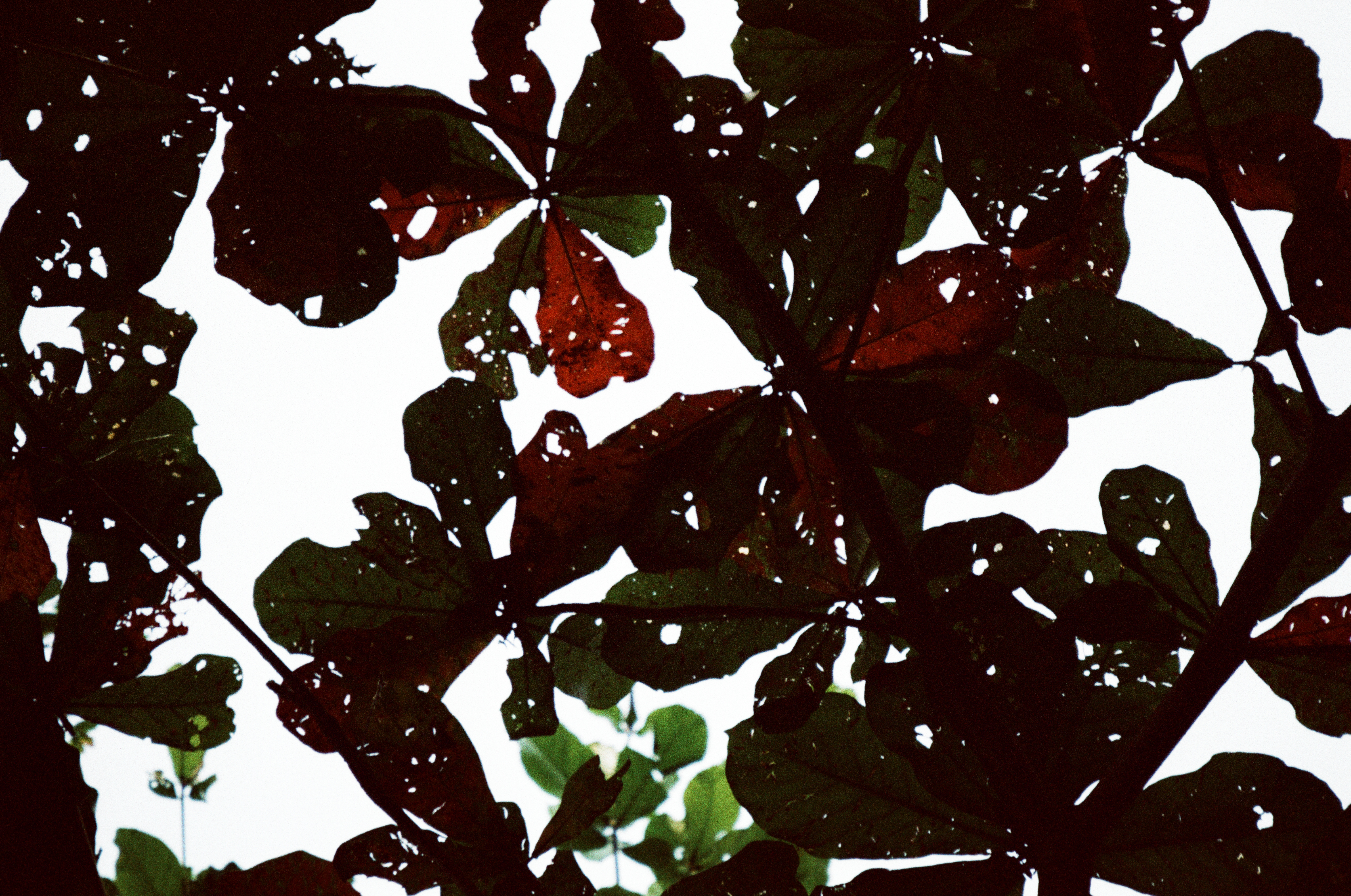 Overlapping broad leaves with many irregular holes form dark green and reddish shapes against a bright white sky.