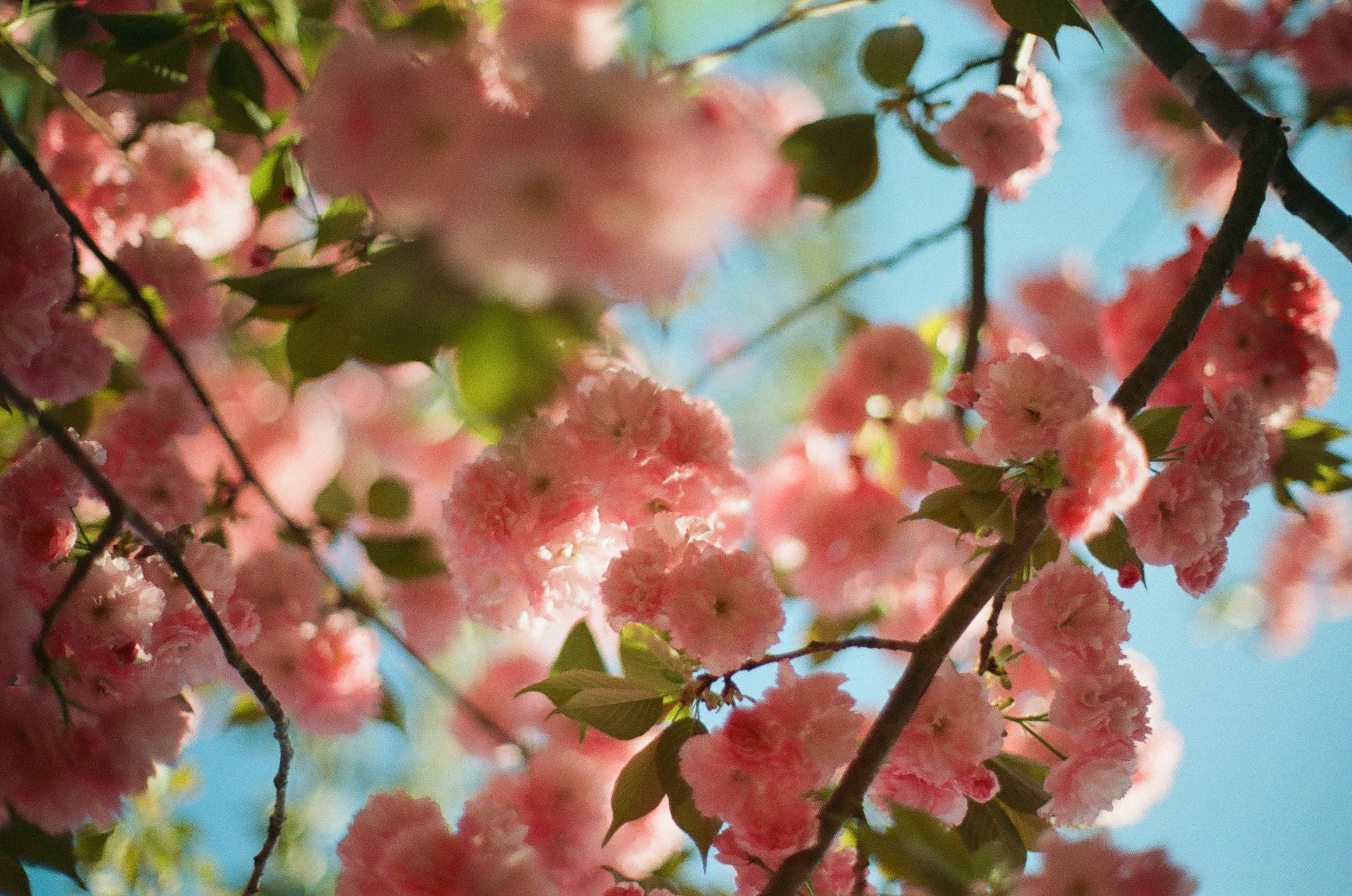 Sunlit pink blossoms and dark branches overlap through shallow focus against a bright blue sky.