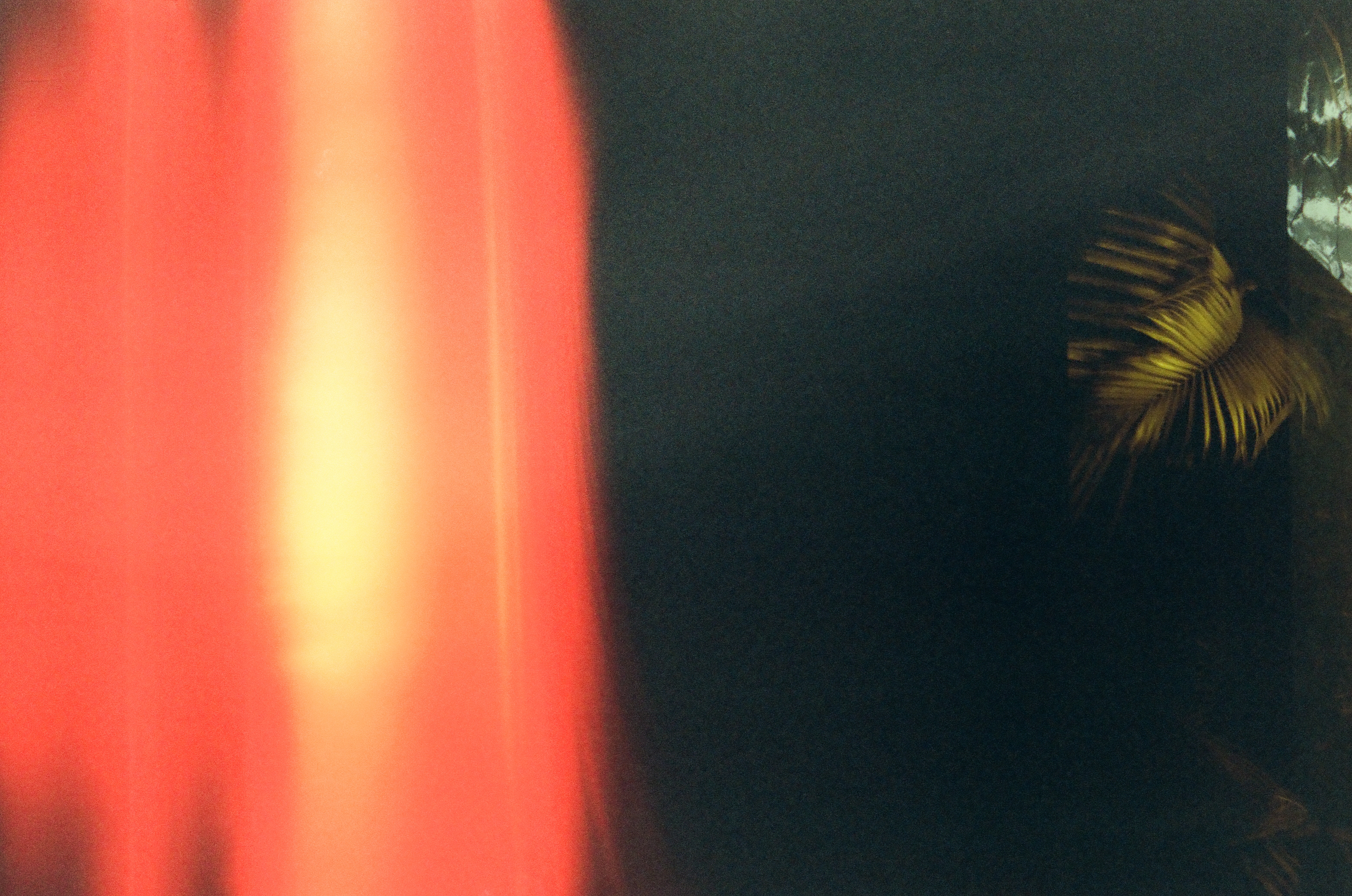 A warm red-orange light band glows down the left side of the frame beside a dark palm frond and a small pale triangular reflection.