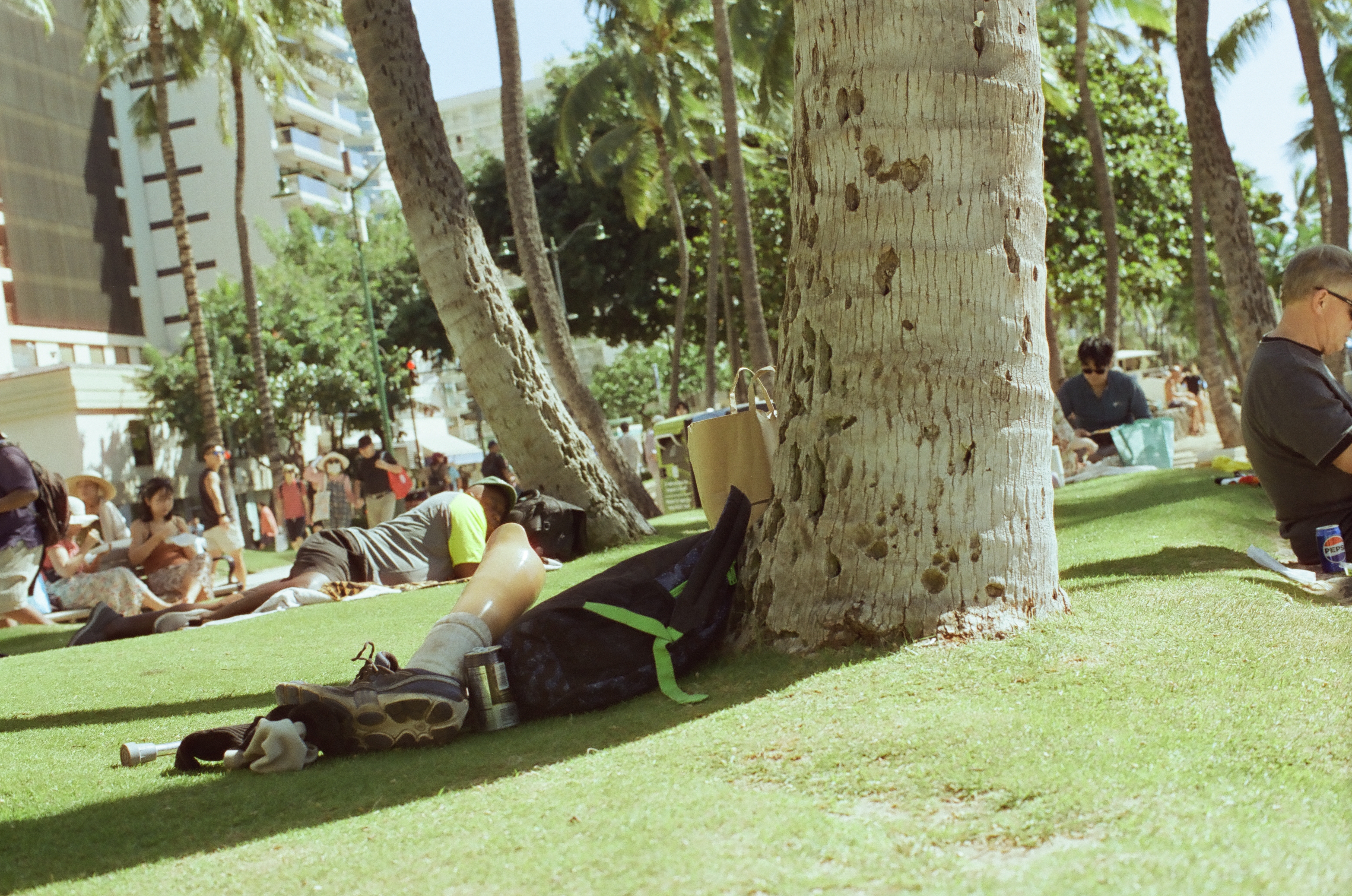 A reclining person lies near a large palm trunk while groups gather across the sunlit grass.