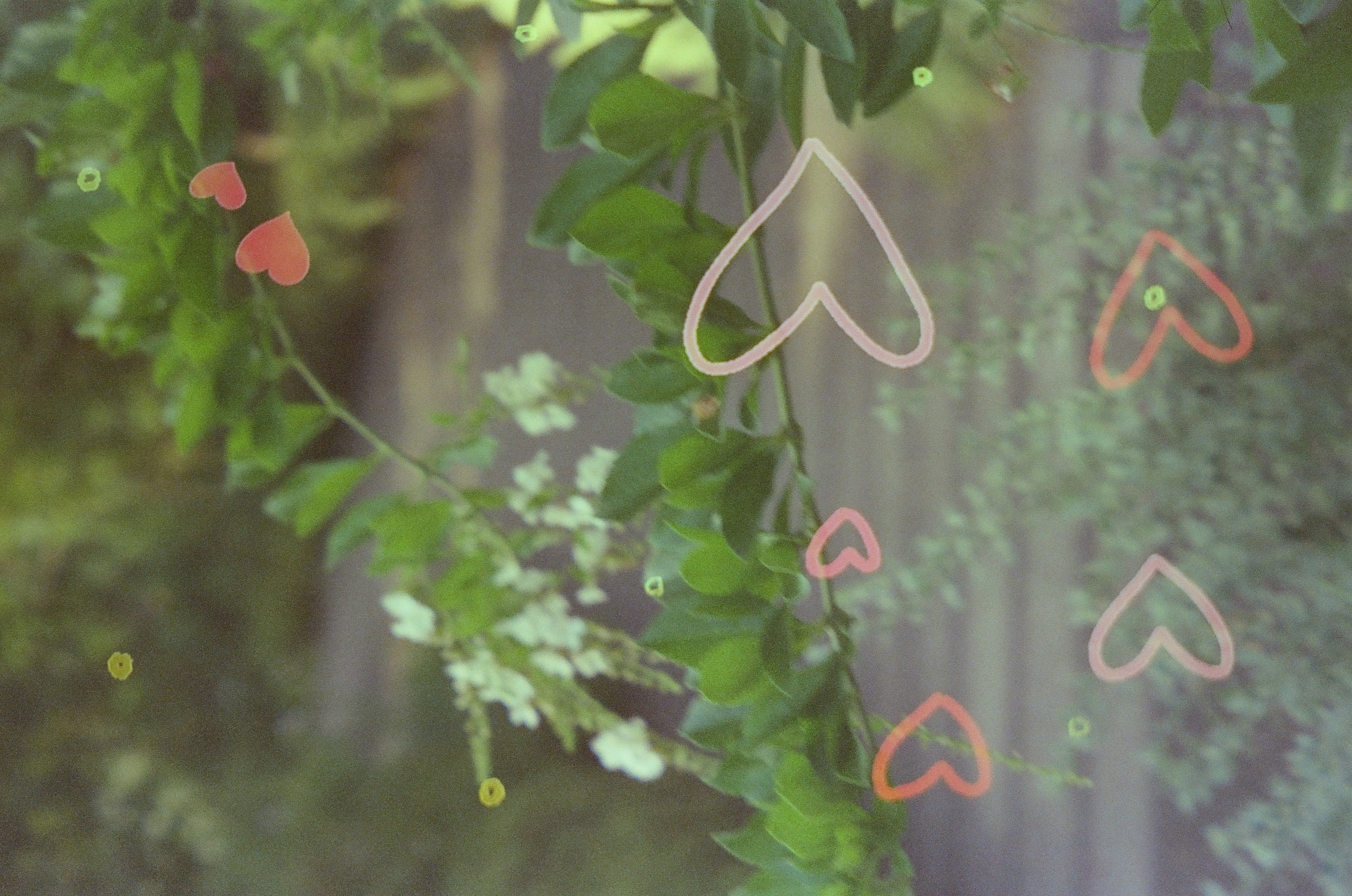 Arching green branches carry clusters of small white flowers, with several red, orange, and pink heart-shaped outlines scattered across the frame.