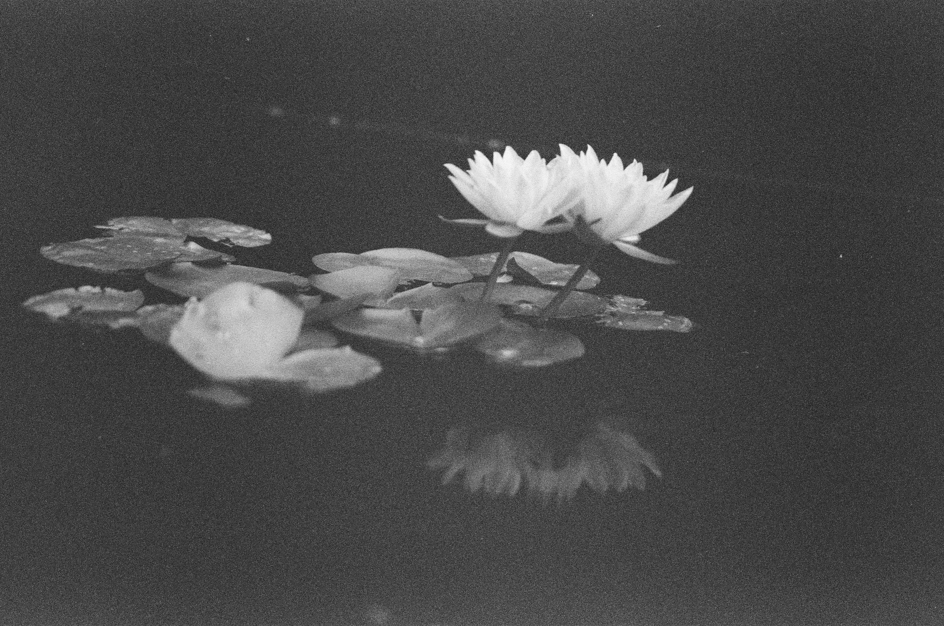 Two open blossoms stand side by side on long stems above scattered pads, their pale reflection glowing faintly in the still black water below.