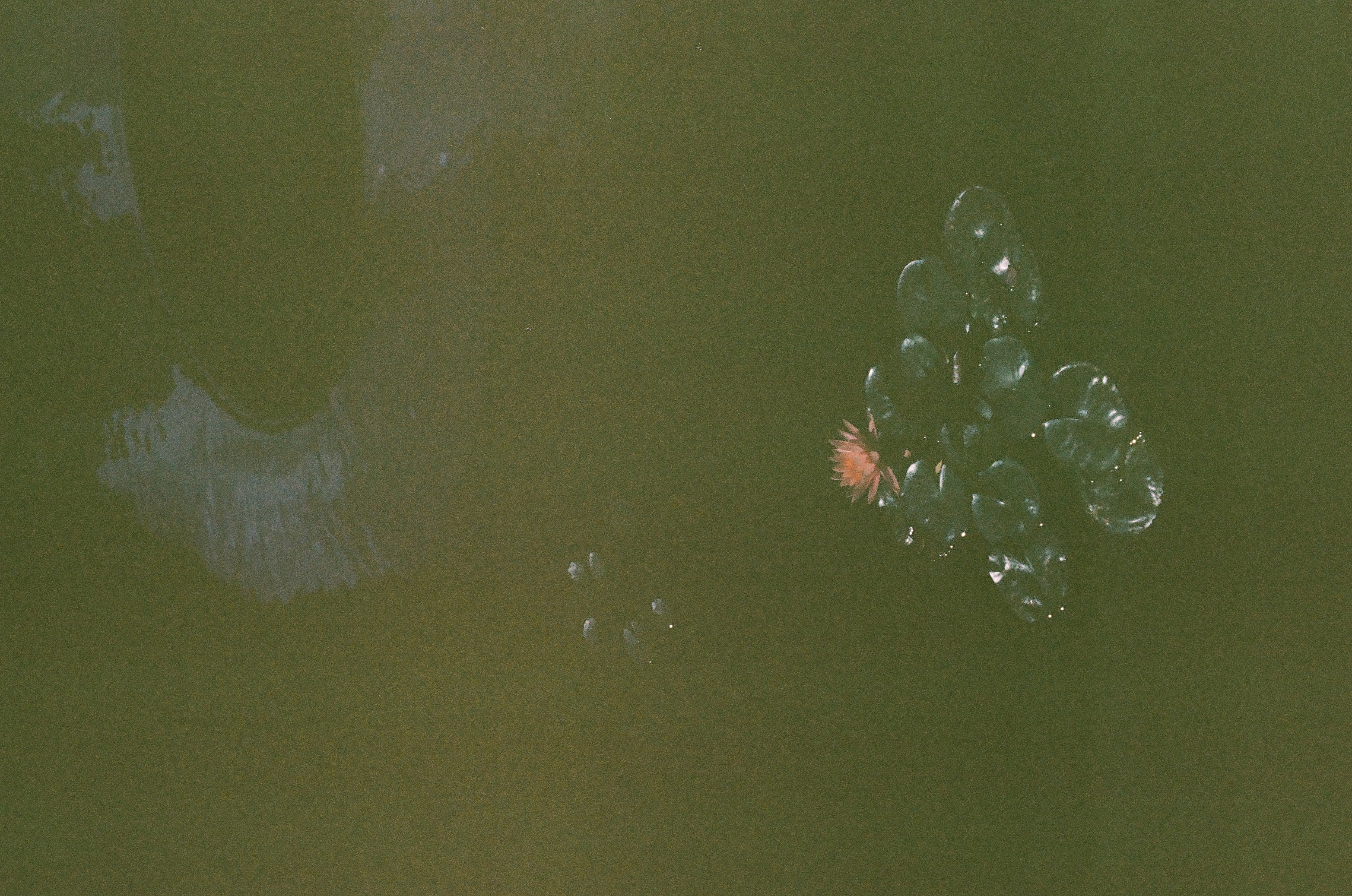 A small pink water lily floats on glossy pads beneath faint reflections of branches and nearby buildings.