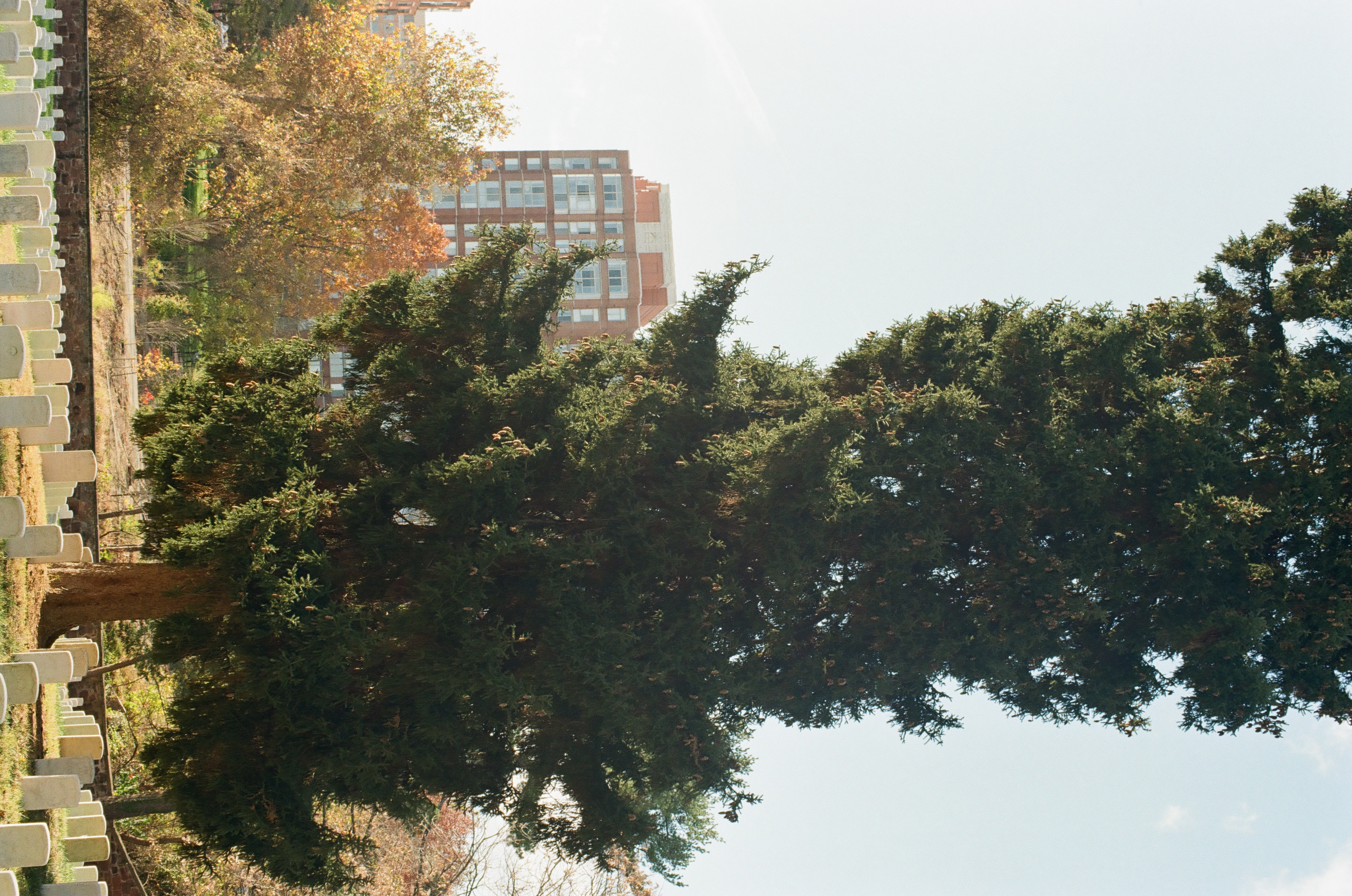A tall evergreen rises above rows of pale grave markers, with a multistory brick building visible beyond autumn trees.