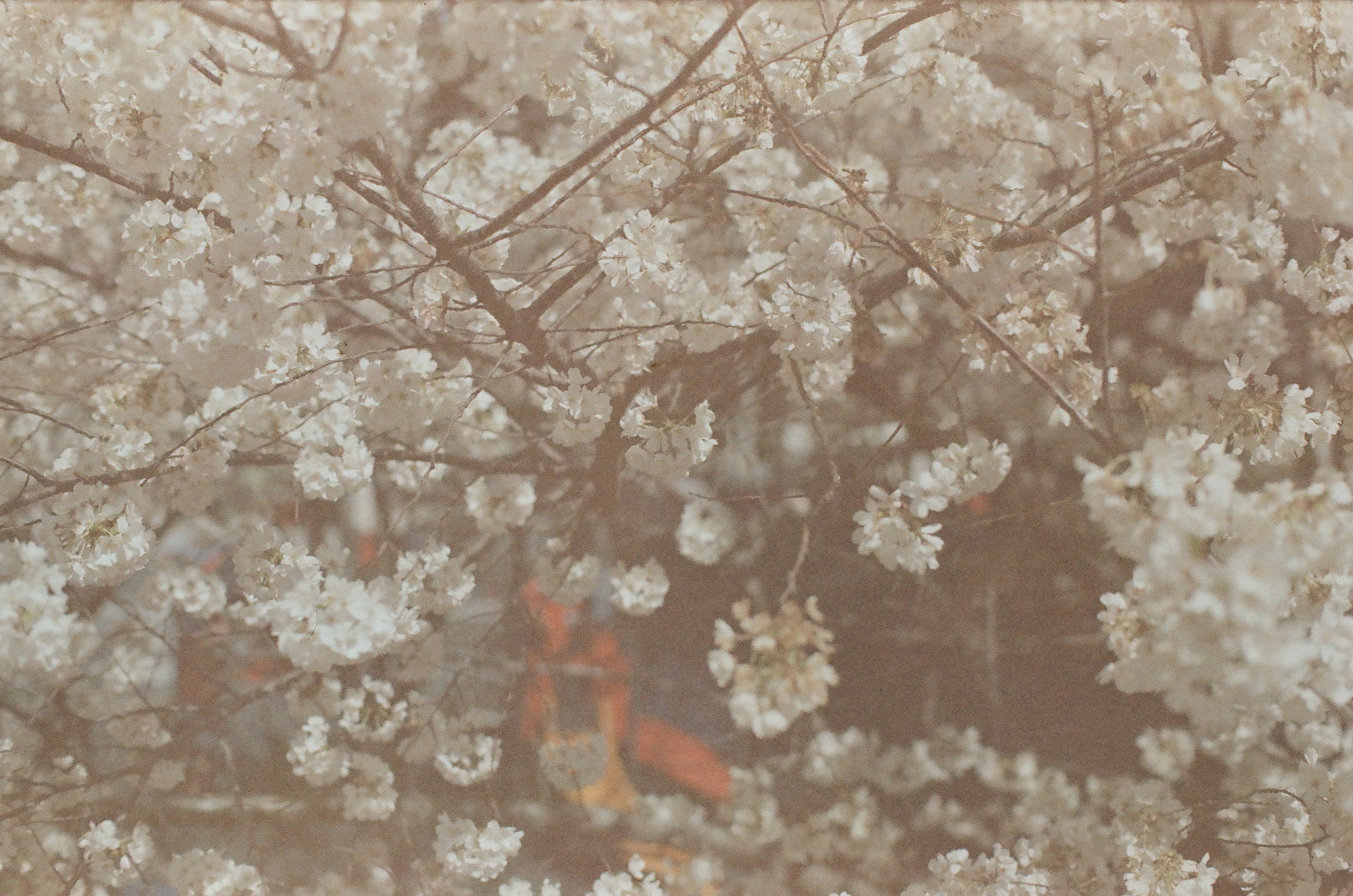 Dense white blossoms and dark branches fill the frame, with blurred orange and blue shapes visible through gaps behind them.
