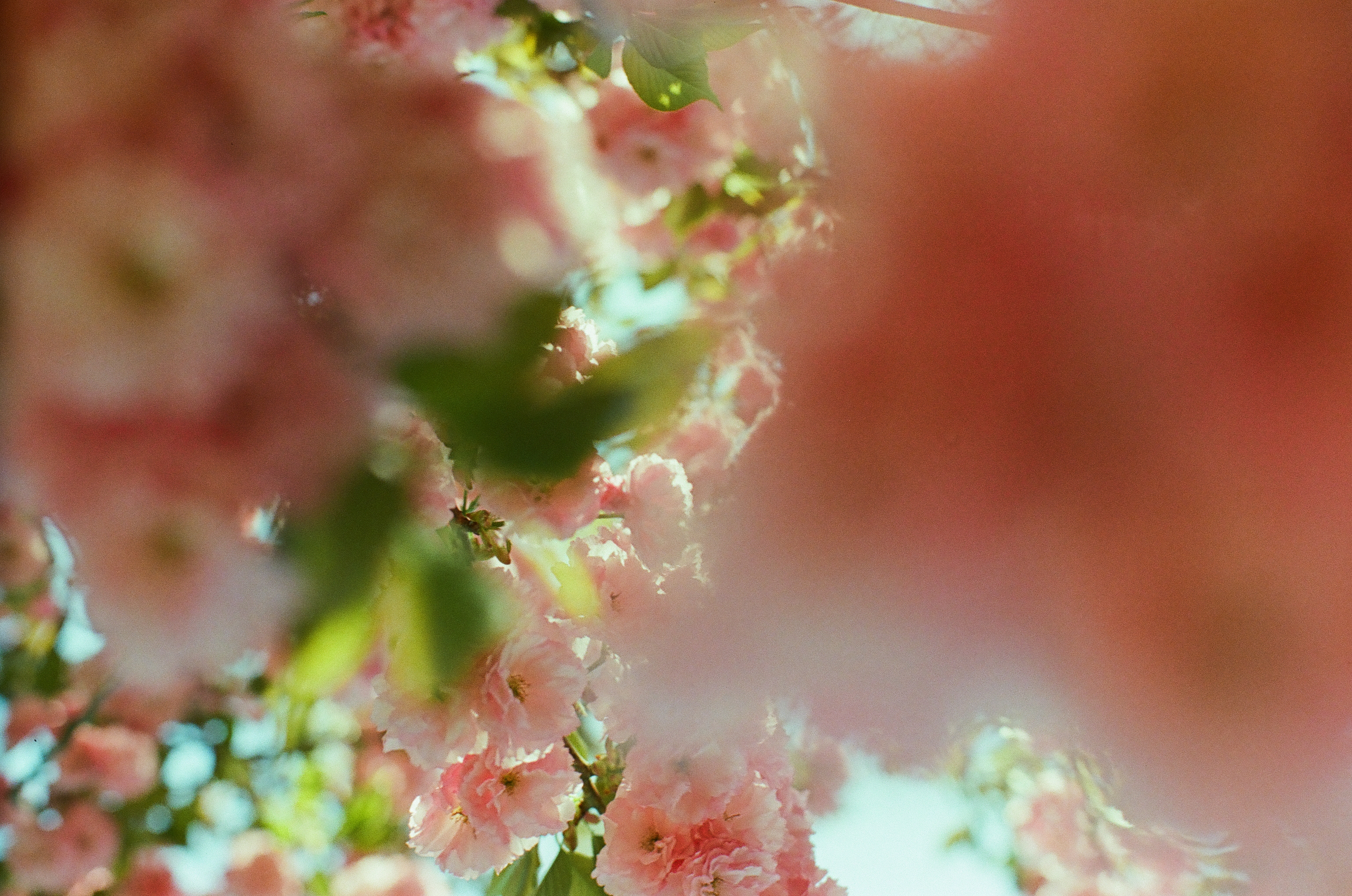 Blurred pink blossoms surround a small opening of green leaves, blue sky, and bright filtered light.