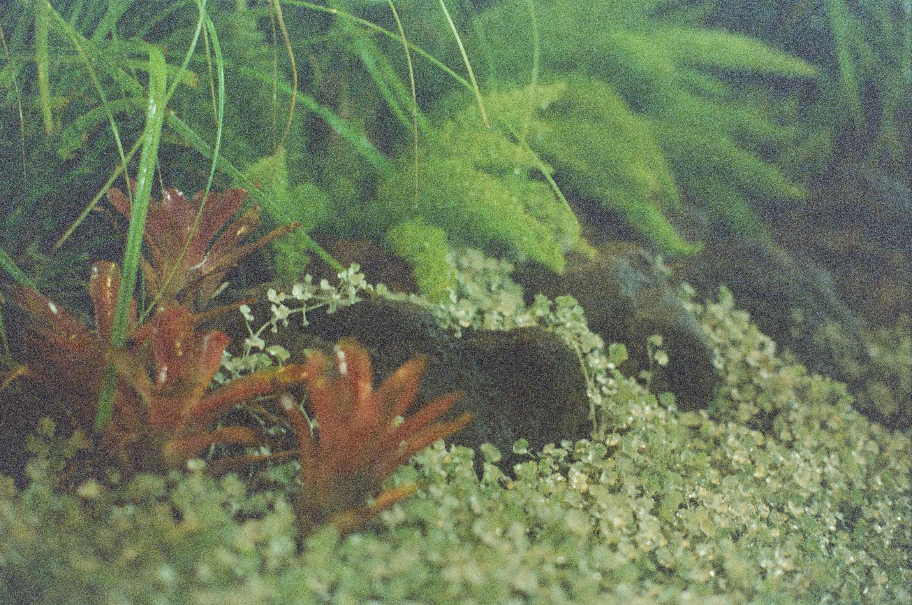 Red aquatic plants and pale gravel fill a green-lit aquarium beside a dark rock.