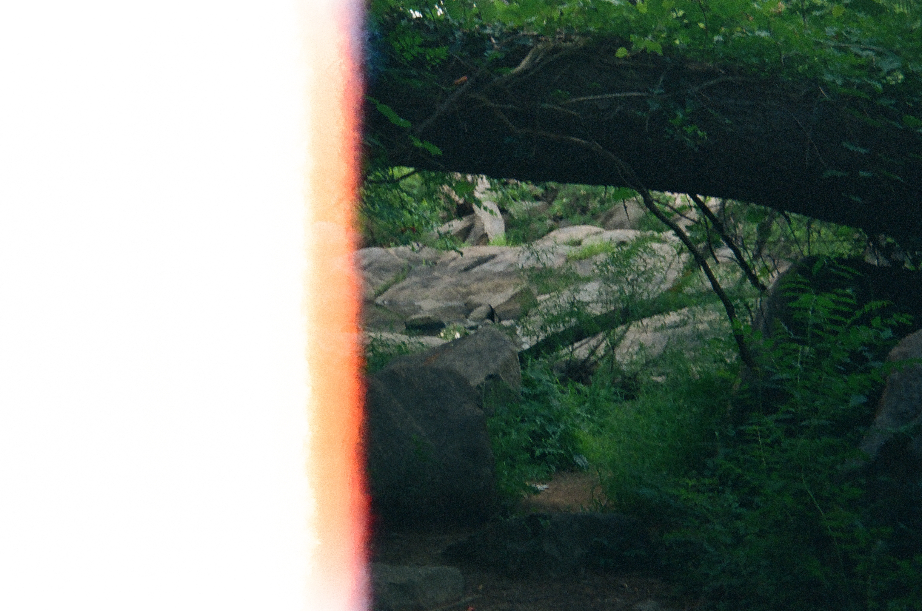 A vertical orange light leak streaks down the left side of the frame beside boulders, dense green undergrowth, and a dirt path beneath overhanging branches.