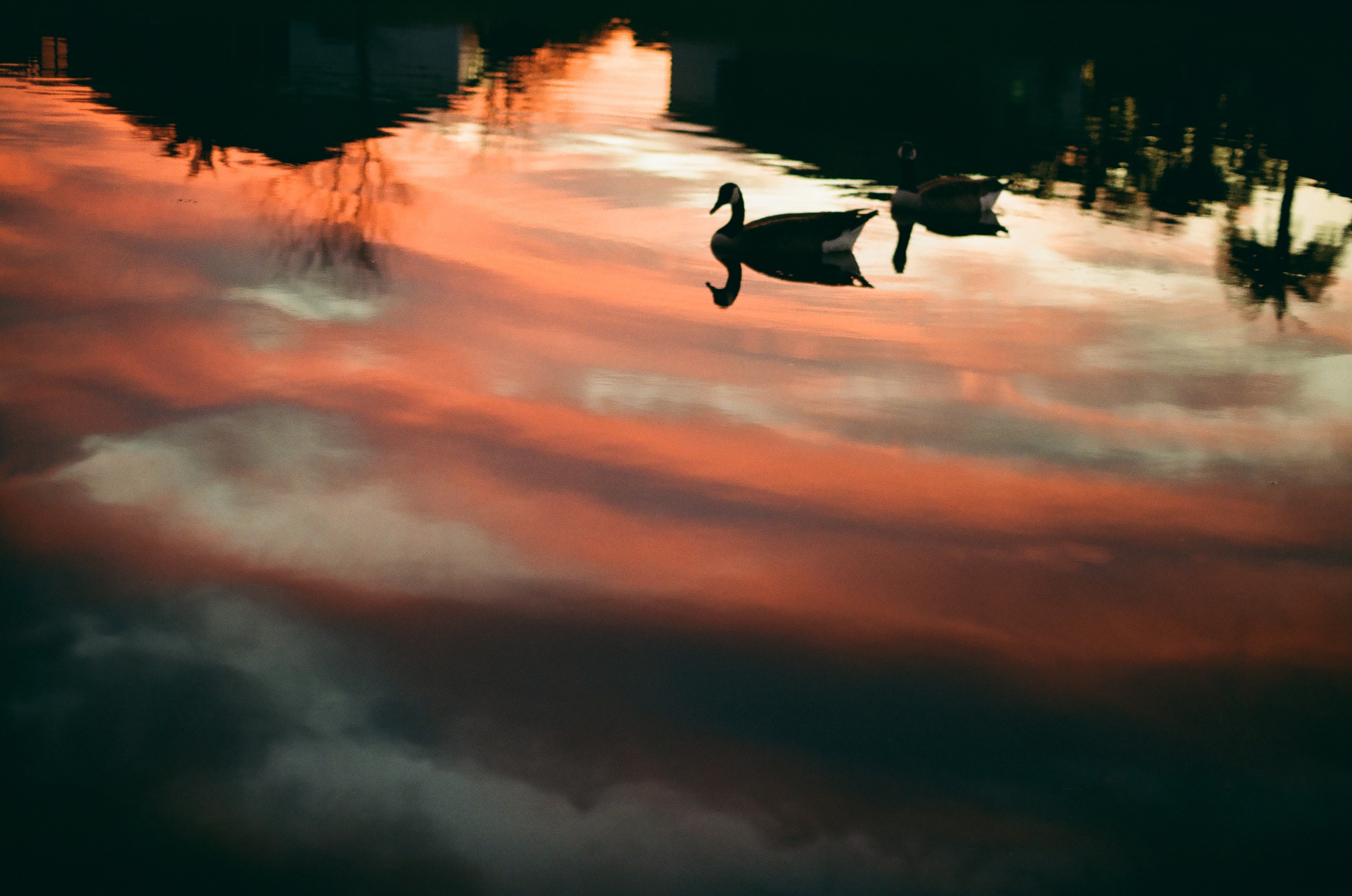 Two silhouetted birds swim across still water reflecting a sky banded in orange, pink, and pale grey clouds.