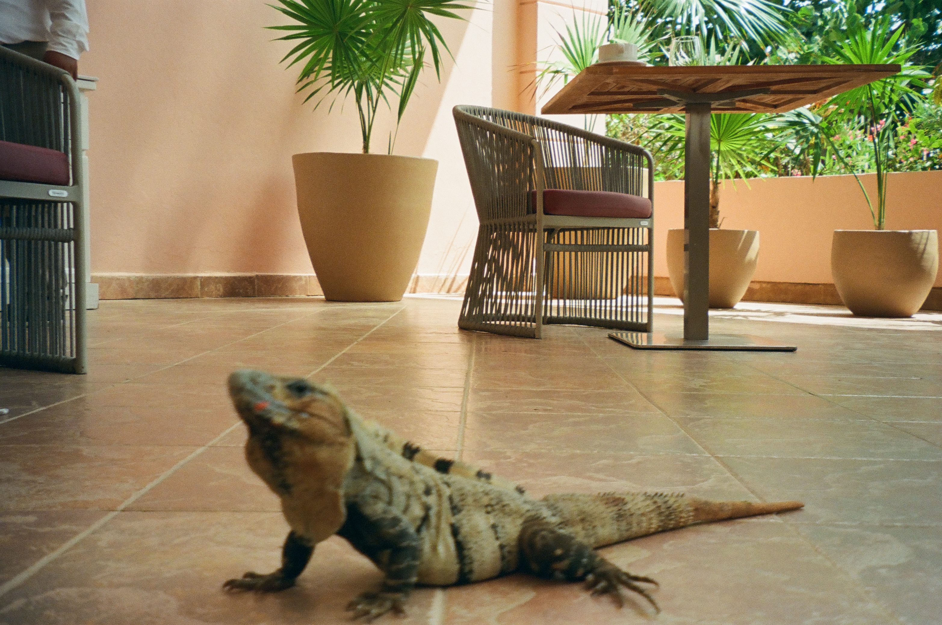 A blurred lizard fills a tiled terrace foreground near woven chairs, a square table, potted palms, and peach-colored walls.