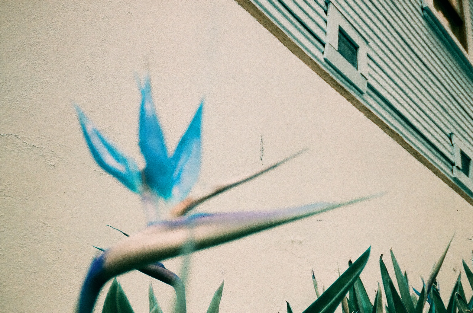A blue bird-shaped flower rises softly out of focus beside a pale wall and striped building edge.