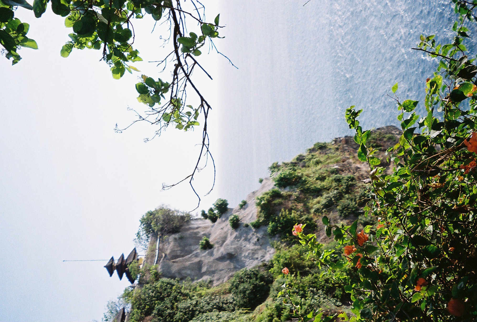 A scrubby cliff slope descends toward a hazy blue sea, framed by bare branches above and orange bougainvillea below, with a dark bird gliding past.