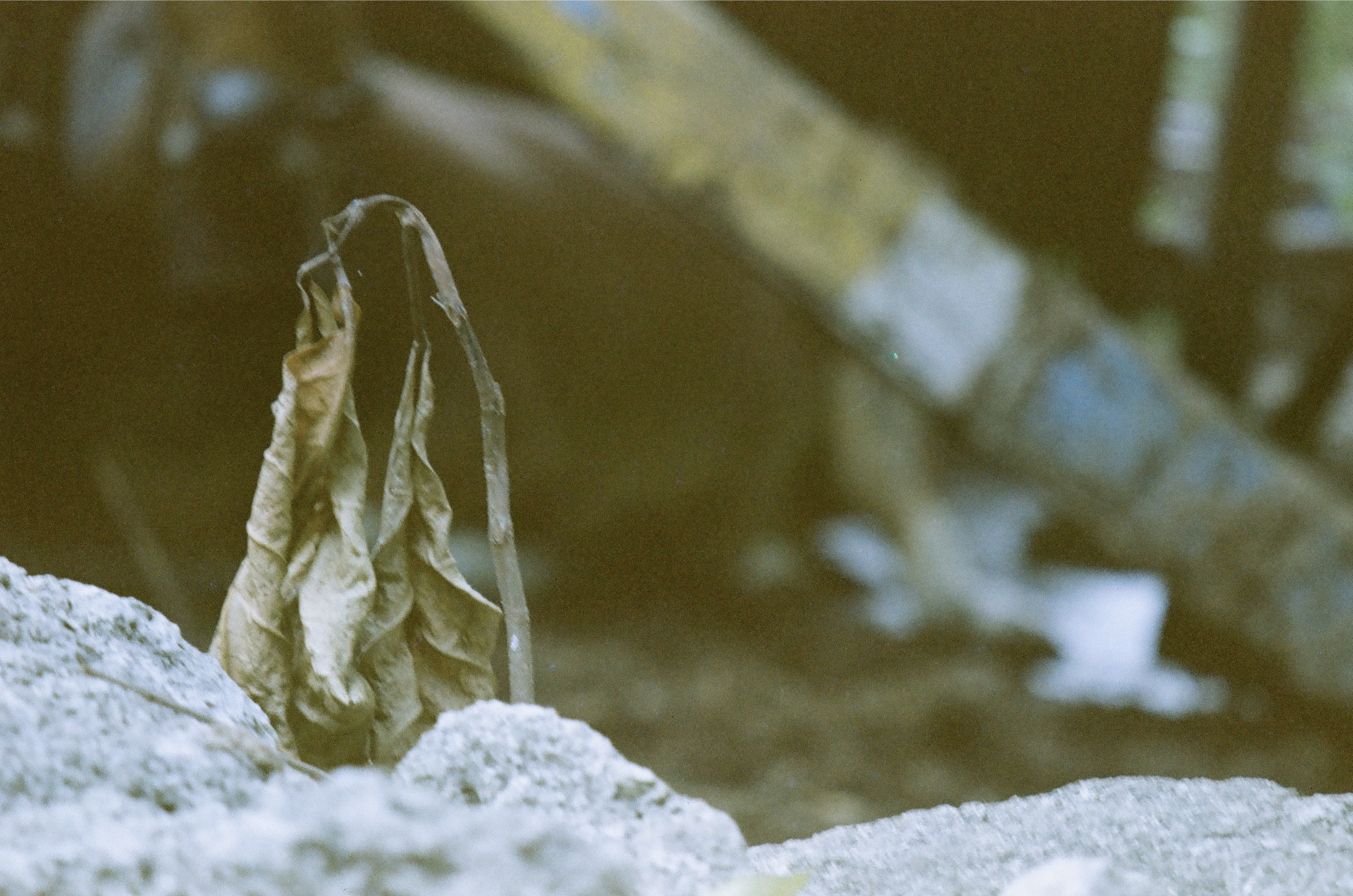 A curled dry leaf stands upright between pale rough rocks against a softly blurred background of brown, blue, and green.