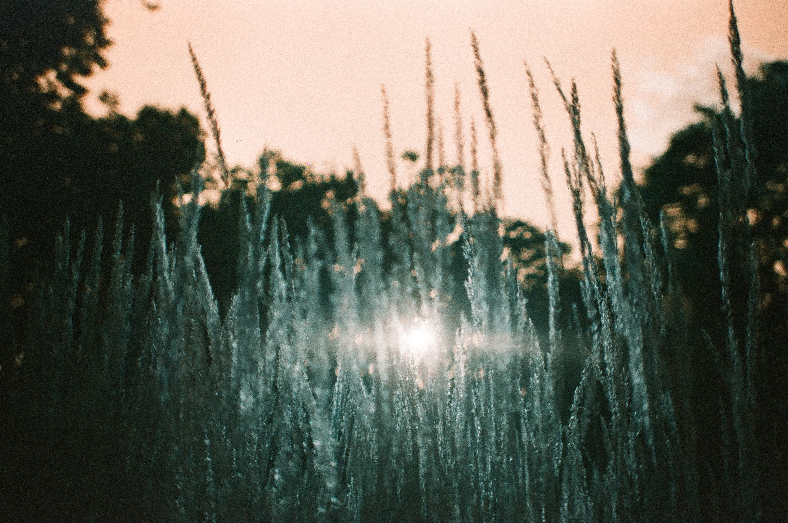 Backlit seed heads of tall grass rise against a warm sky, a bright sun flare glowing low behind a dark line of trees.