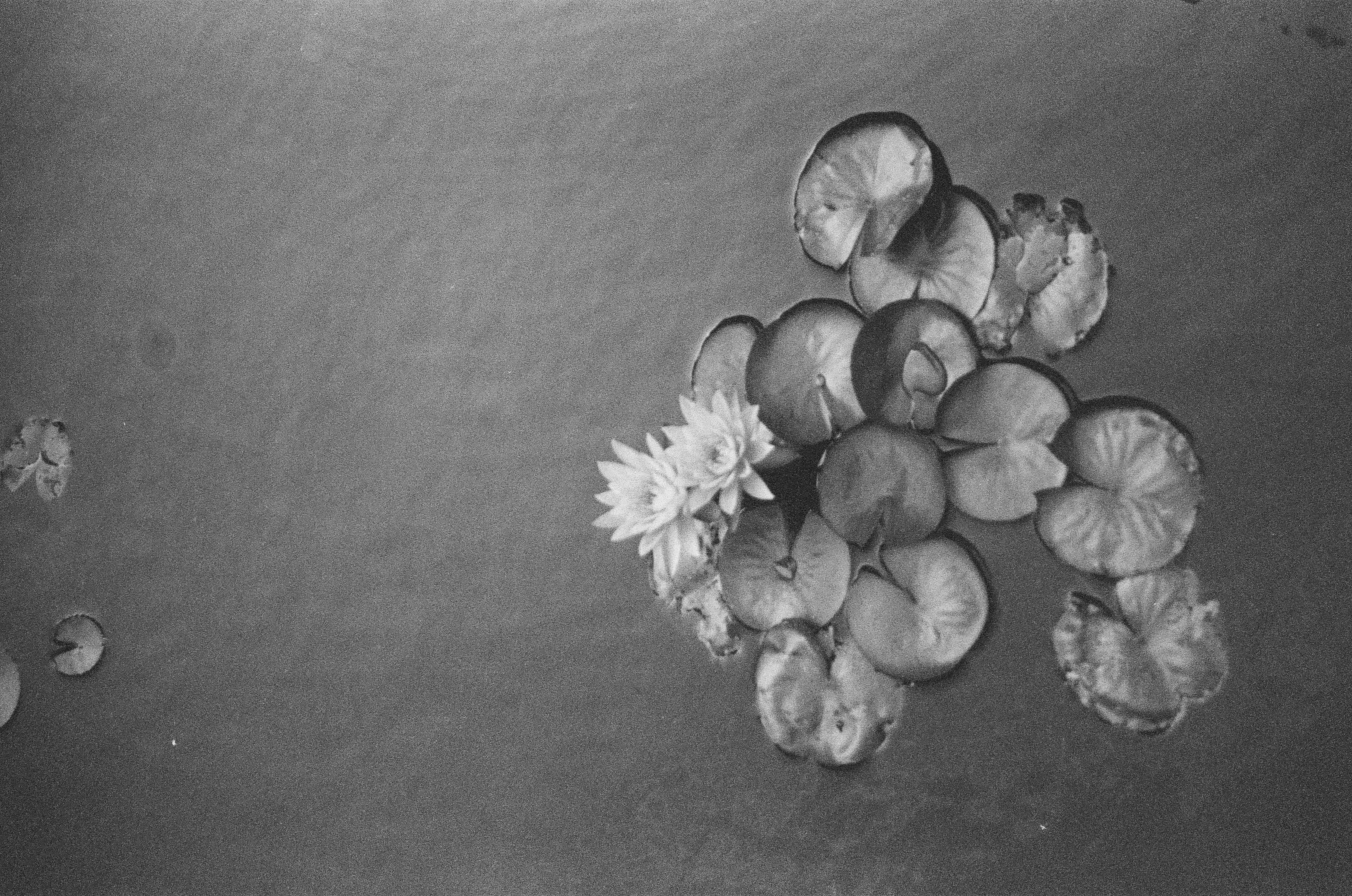 A single stray lily pad drifts alone at the frame's left edge, far from a denser cluster of pads and pale blossoms on the right.