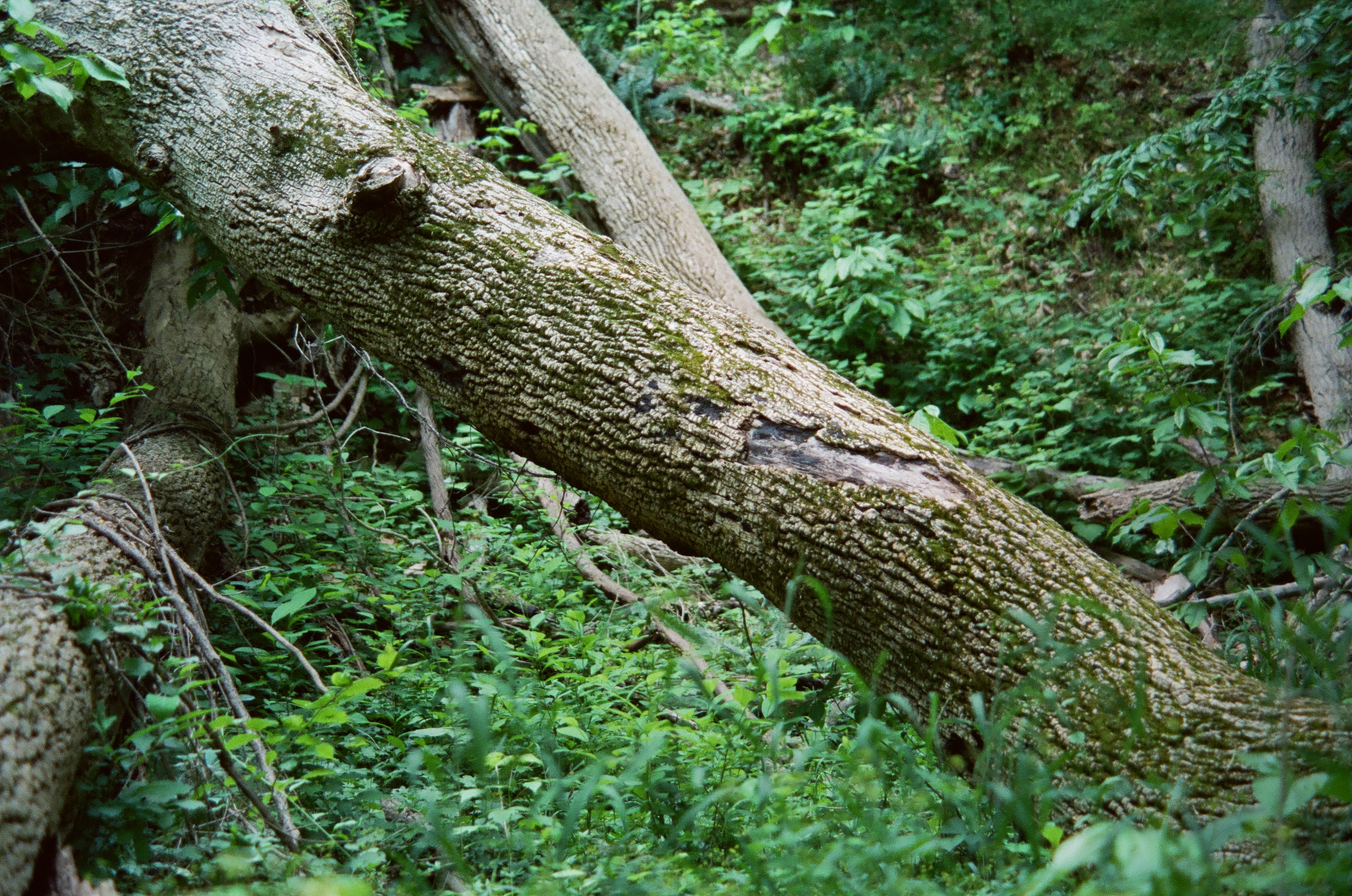A thick fallen tree trunk with knobby textured bark angles down through dense green ferns and undergrowth on a forest slope.