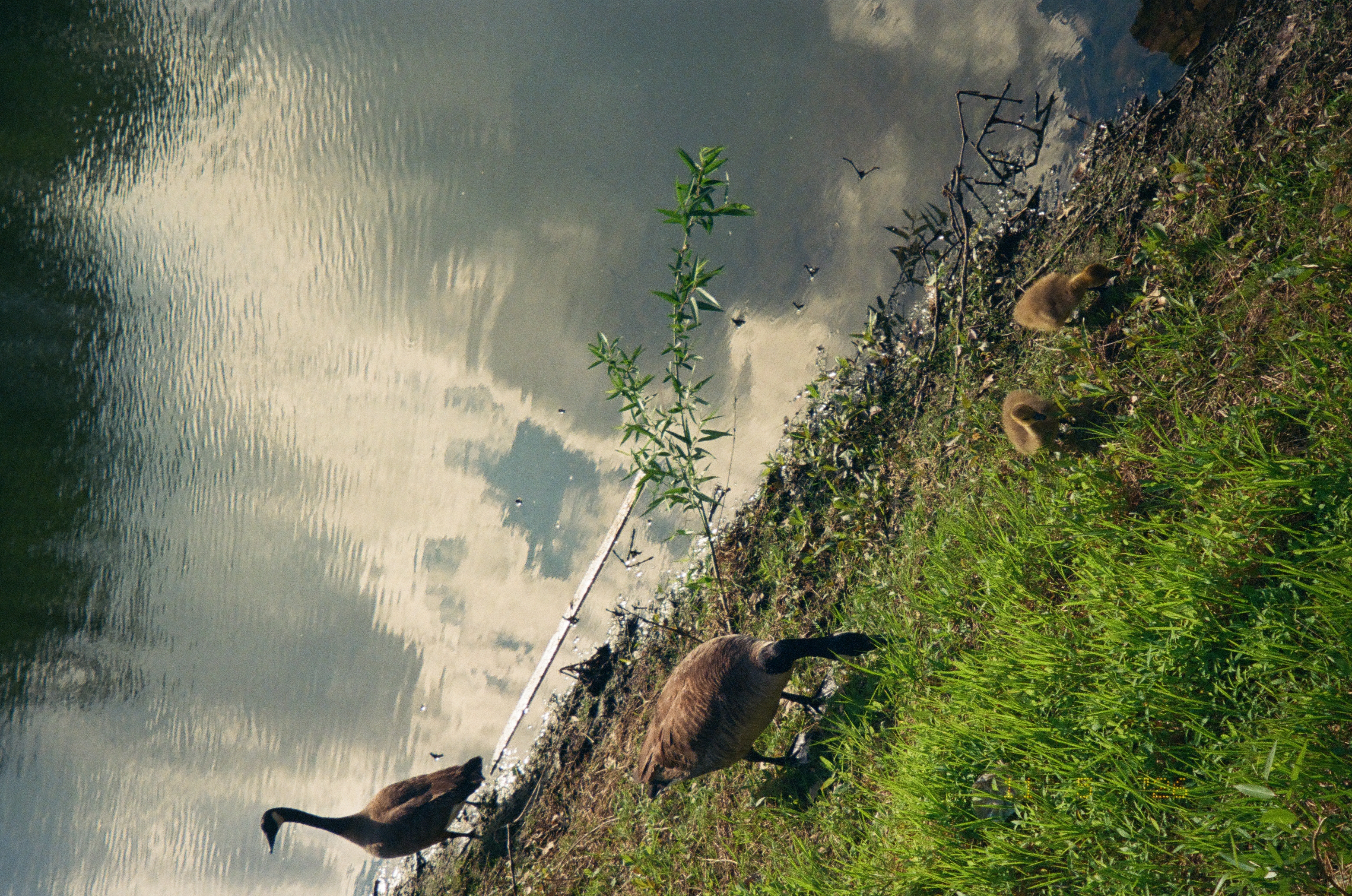 Two adult geese and two goslings stand on a sloping grassy bank beside water reflecting pale clouds and dark vegetation.