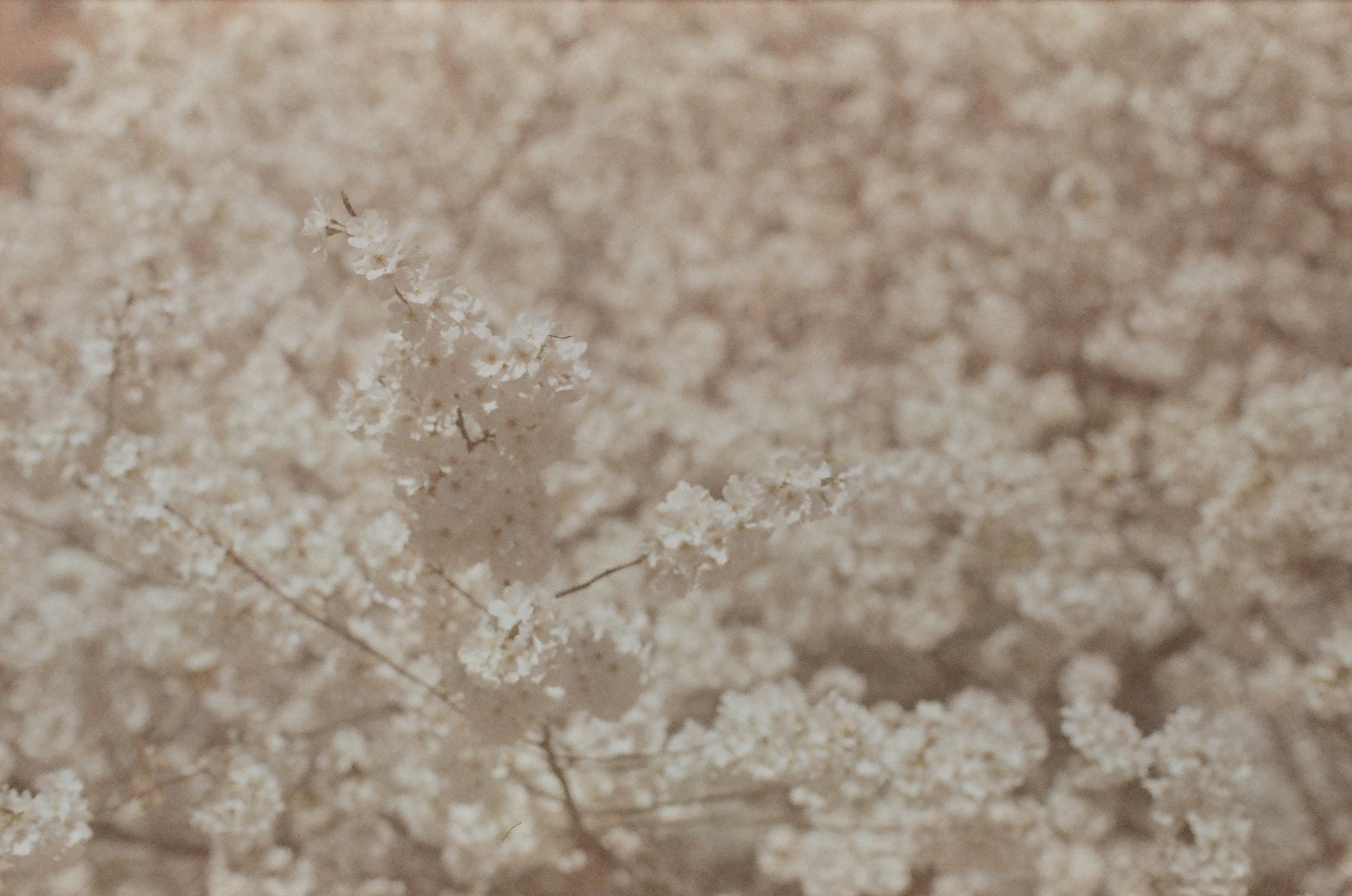 A dense field of white blossoms fills the frame, with a single sprig in sharp focus near the center.